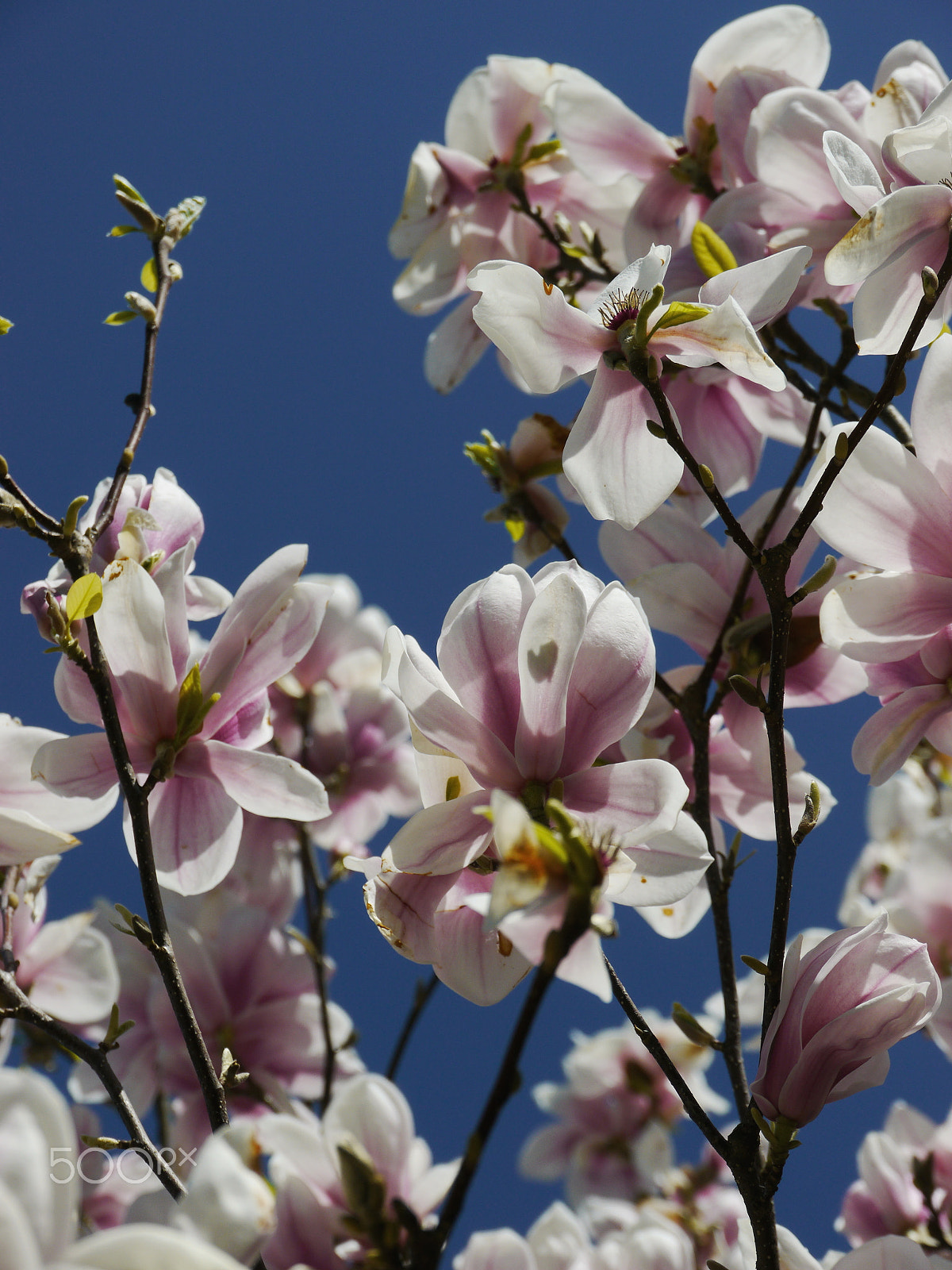 Panasonic Lumix DMC-GH2 sample photo. Tree with beautiful pink blossoms photography