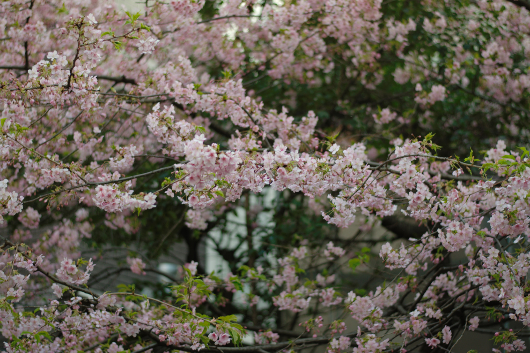 Nikon D5300 + 50mm F1.8 sample photo. Sakura bloom photography