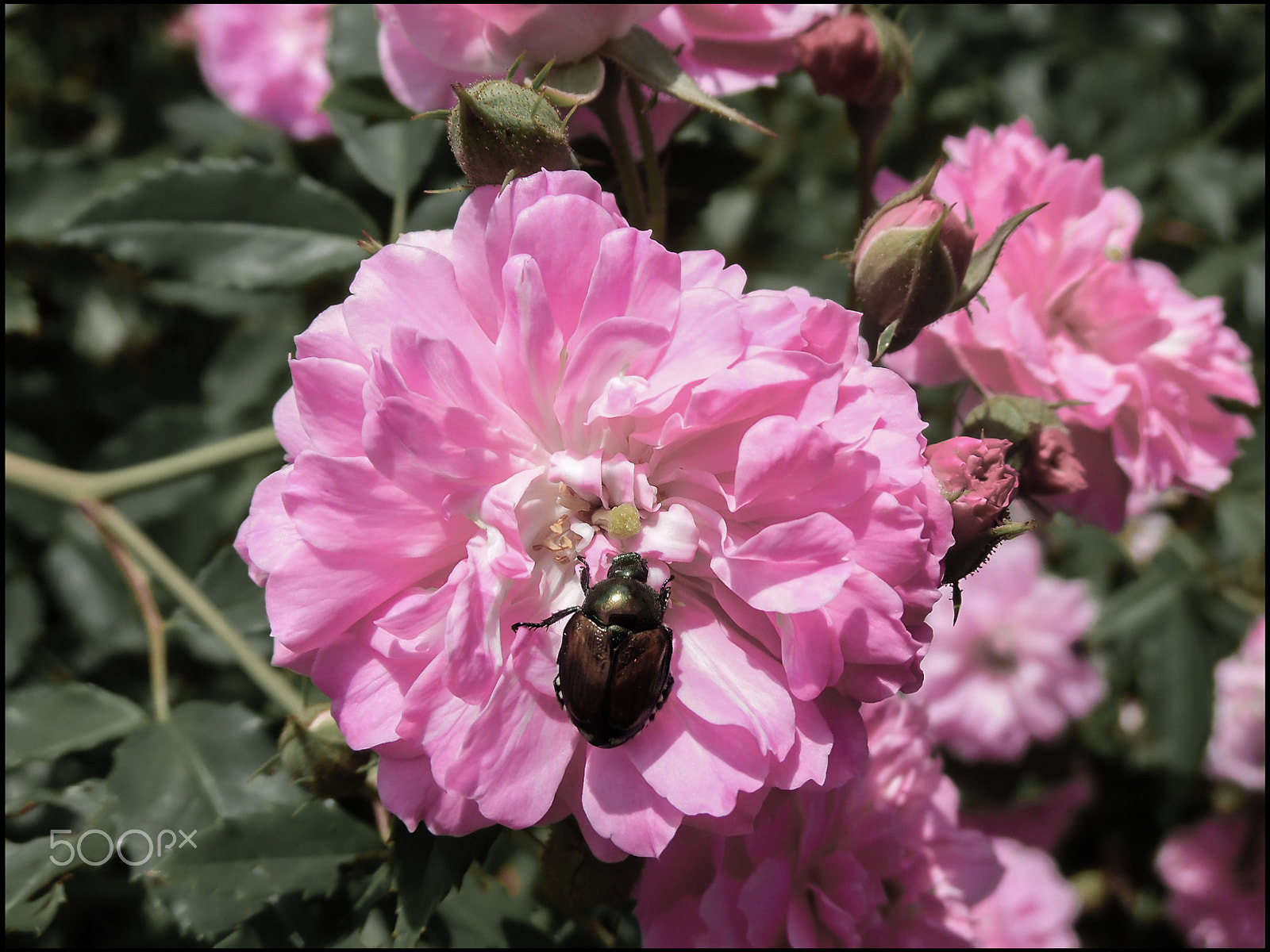 Samsung WB35F/WB36F/WB37F sample photo. Summer beetle on a pink and white flower photography
