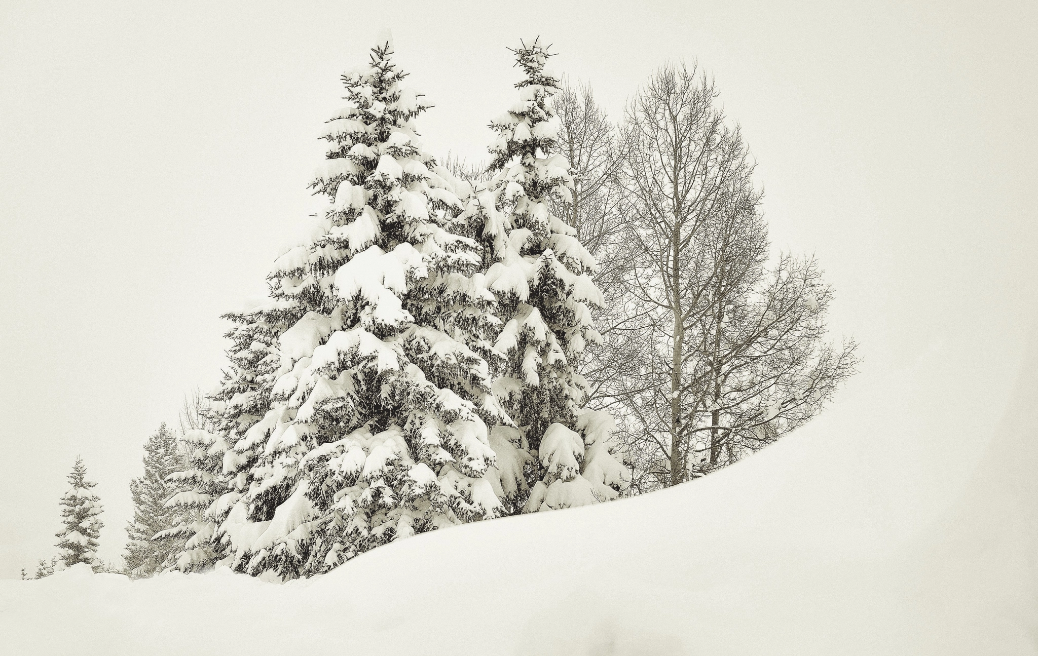 Nikon D2Xs sample photo. Snow country photography