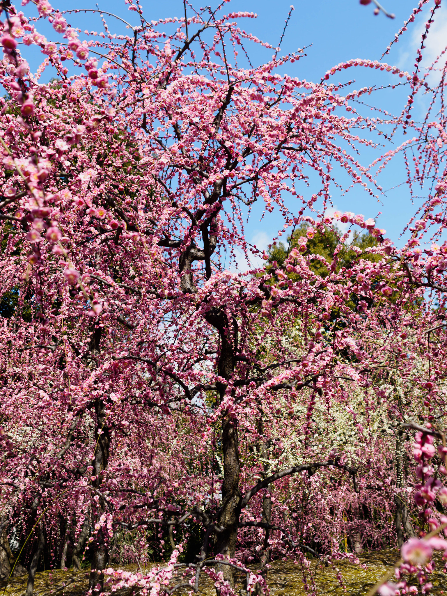 Olympus PEN E-PL6 + Sigma 19mm F2.8 DN Art sample photo. 城南宮 photography