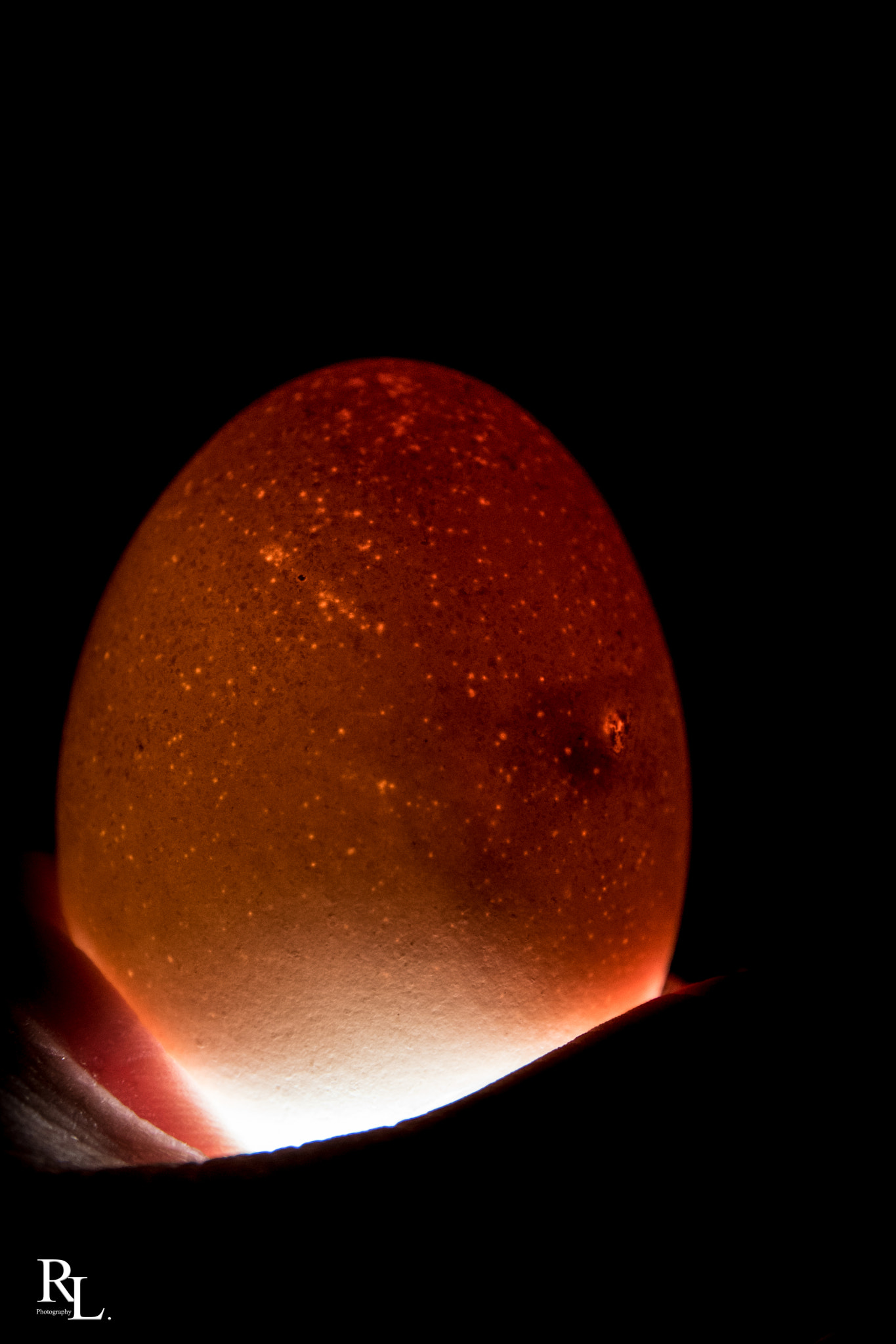 Sigma 17-70mm F2.8-4 DC Macro OS HSM | C sample photo. Egg photography