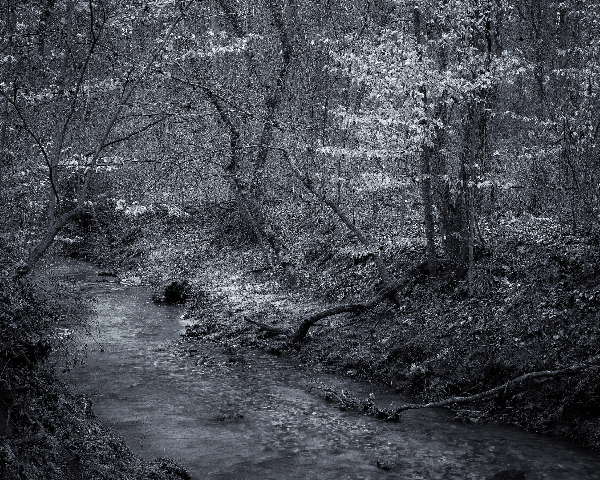 Minolta AF 35-105mm F3.5-4.5 sample photo. B&amp;w tree at creek in winter photography