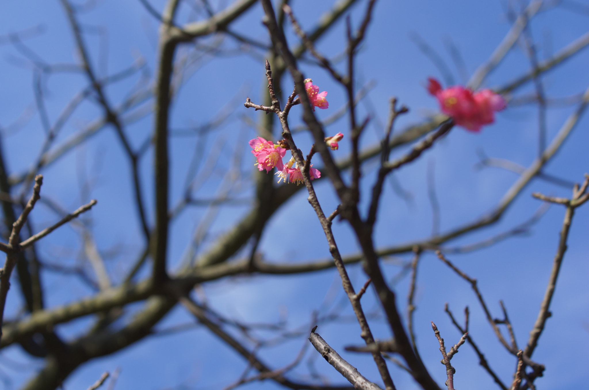 Sony SLT-A55 (SLT-A55V) + Sony DT 35mm F1.8 SAM sample photo. Flowers residues photography