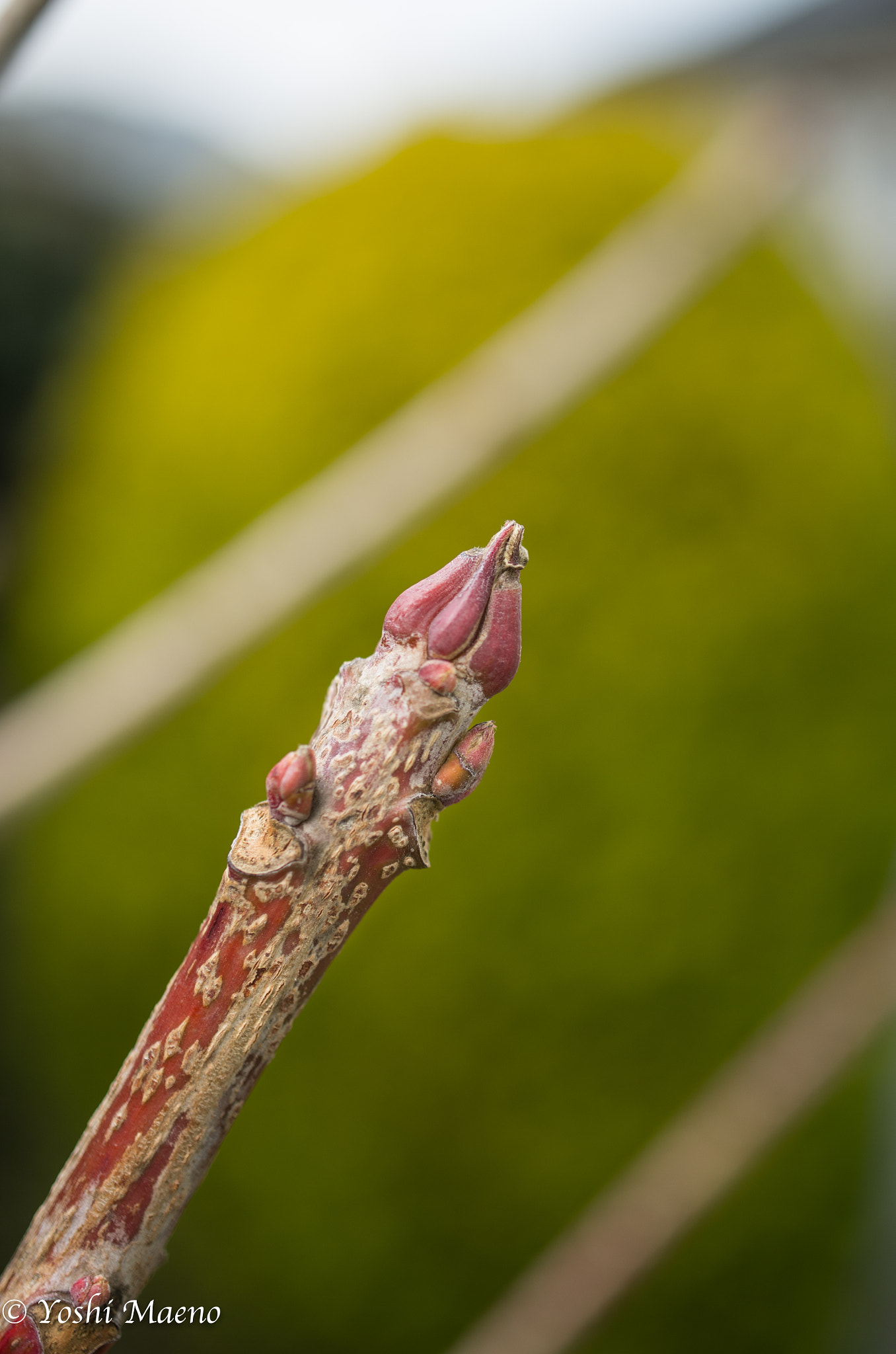 Pentax smc DA 35mm F2.8 Macro Limited sample photo. Branch of haze photography
