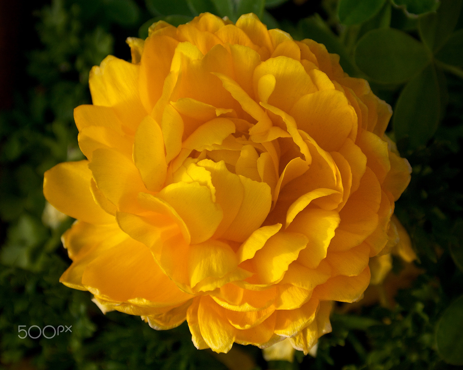 Nikon 1 J2 sample photo. Golden ranunculus photography