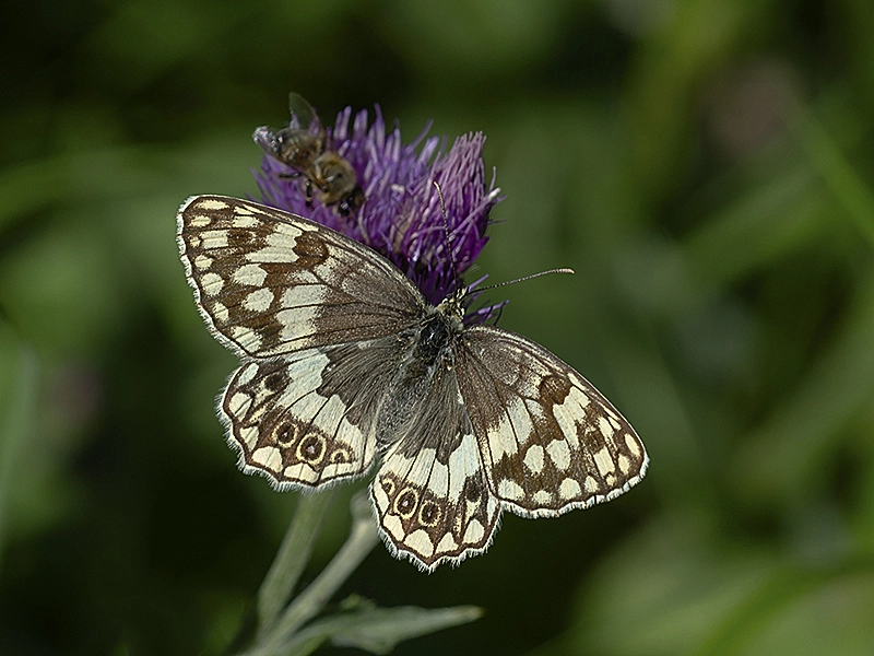 Sigma 150mm F2.8 EX DG Macro HSM sample photo.  melike photography