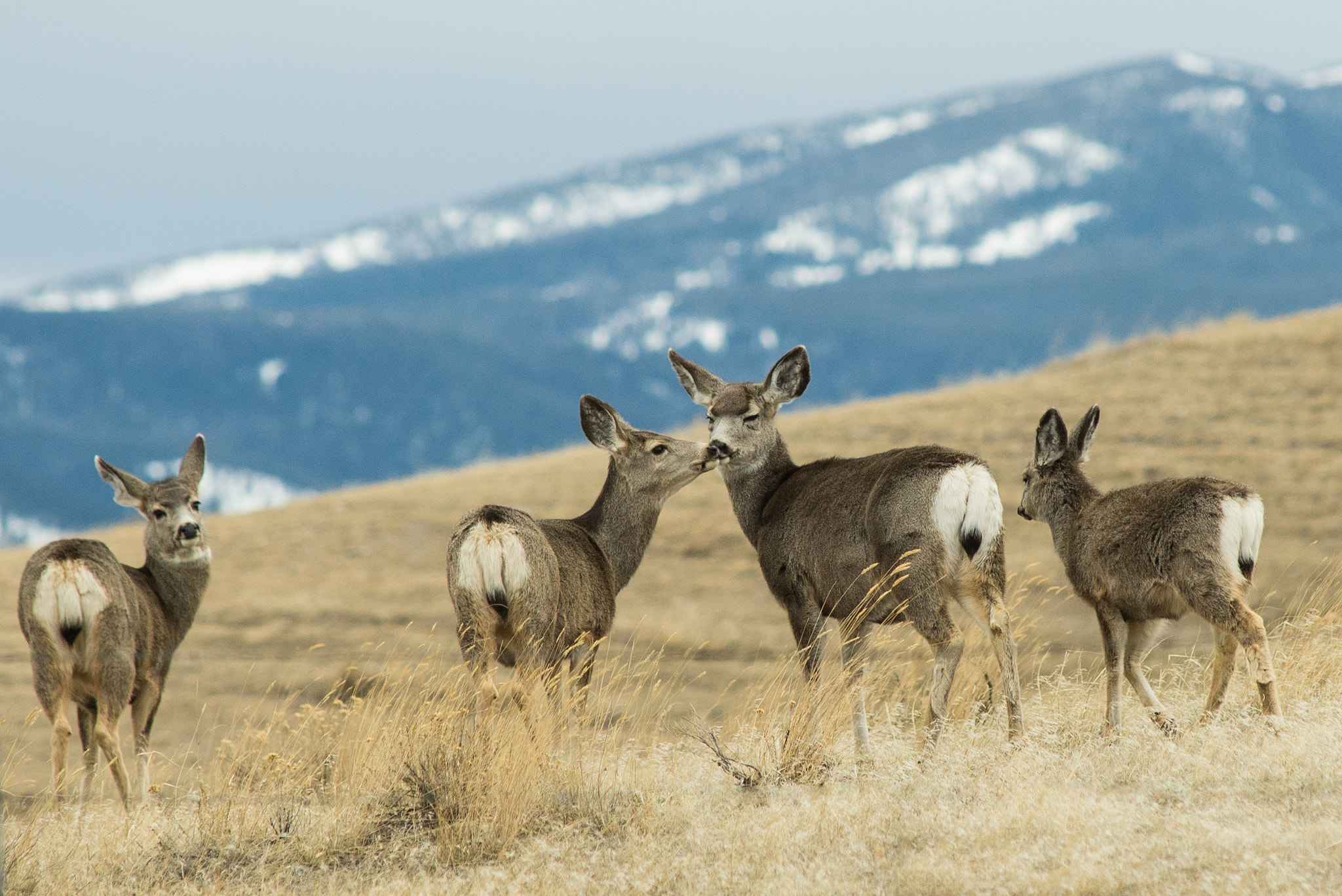 Sigma 70-200mm F2.8 EX DG Macro HSM II sample photo. Kissy deer photography
