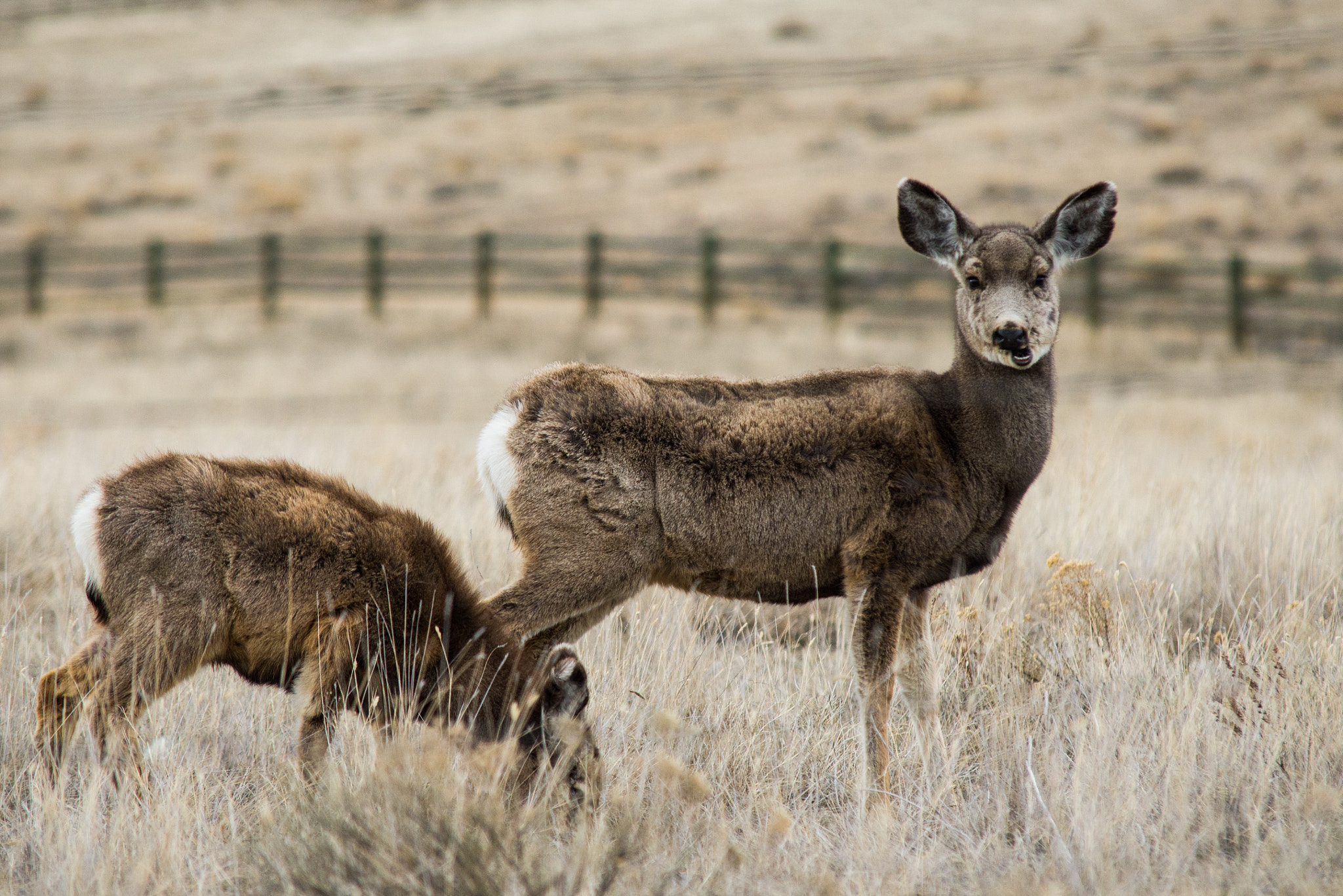 Sigma 70-200mm F2.8 EX DG Macro HSM II sample photo. Mom and fawn photography