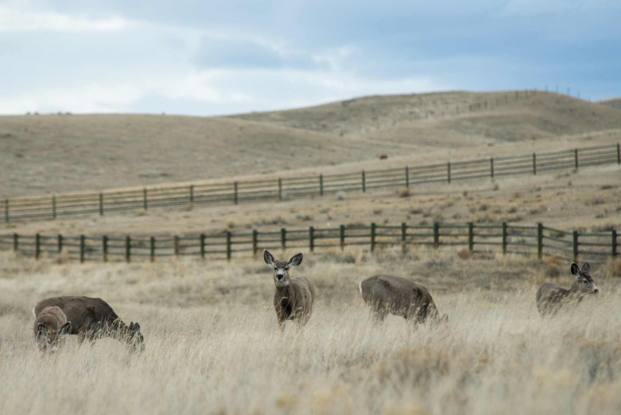 Sigma 70-200mm F2.8 EX DG Macro HSM II sample photo. Mule deer photography