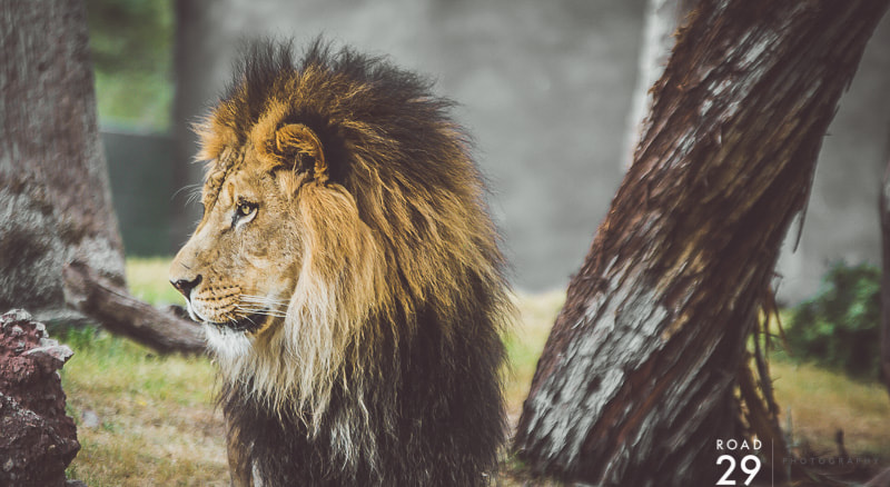Sigma 70-200mm F2.8 EX DG OS HSM sample photo. Roar photography