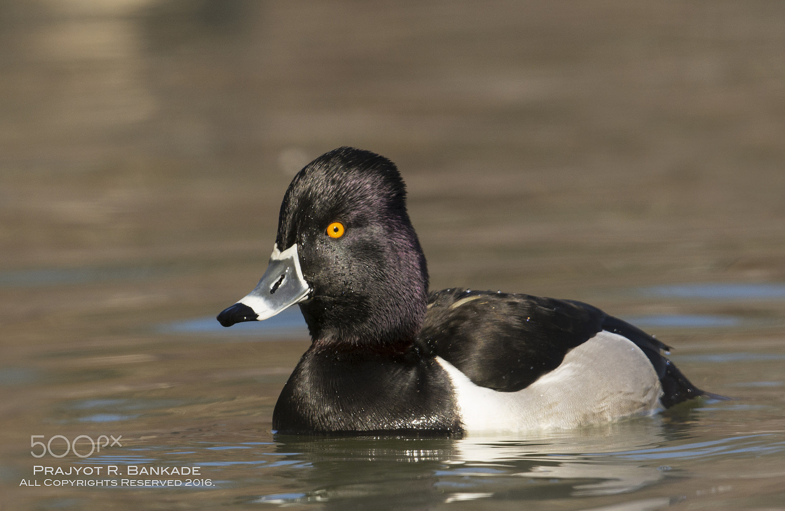 Nikon D7200 + Nikon AF-S Nikkor 500mm F4G ED VR sample photo. Ringneck duck photography