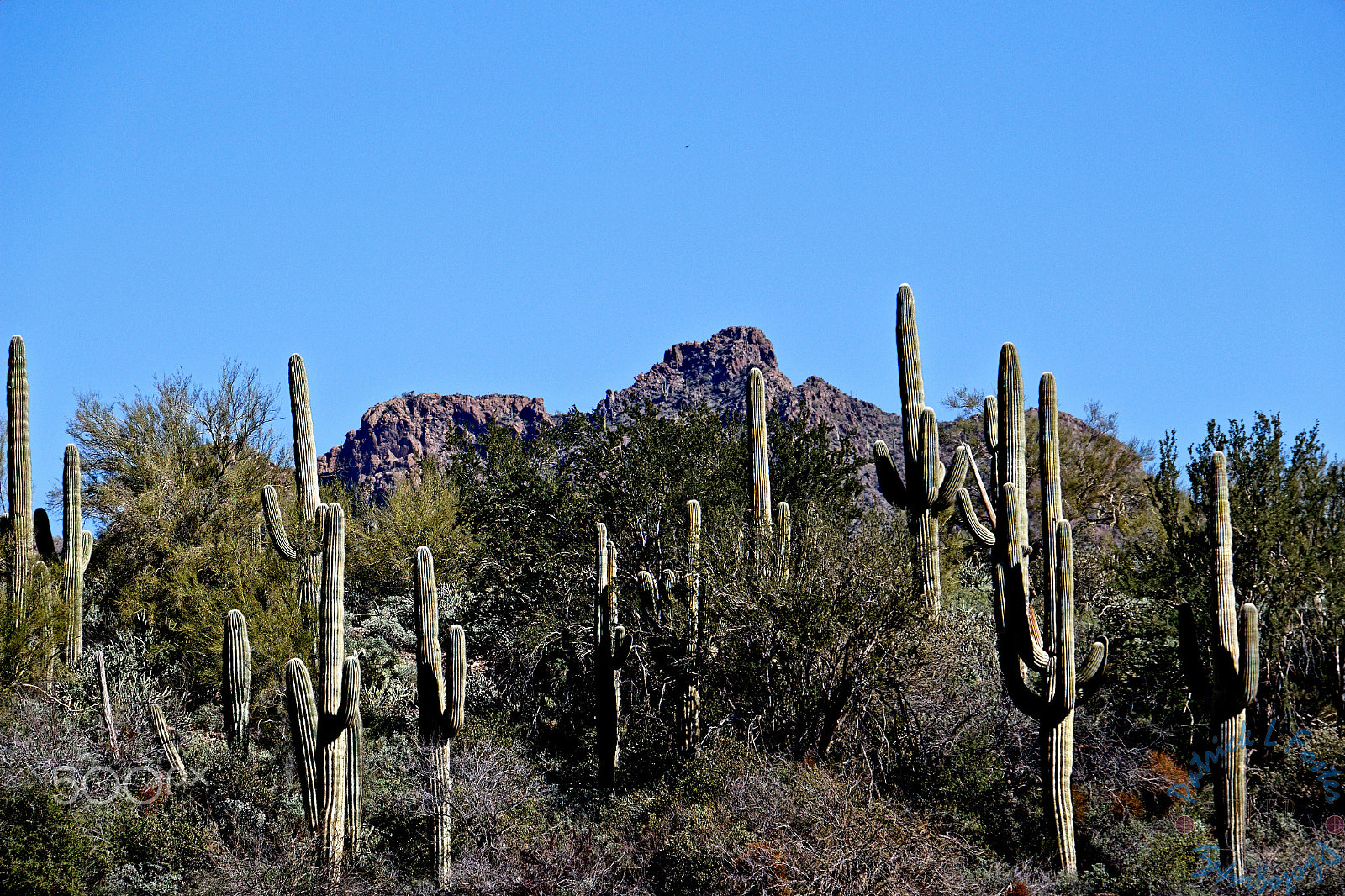 Canon EOS 100D (EOS Rebel SL1 / EOS Kiss X7) sample photo. Bartlett lake photography