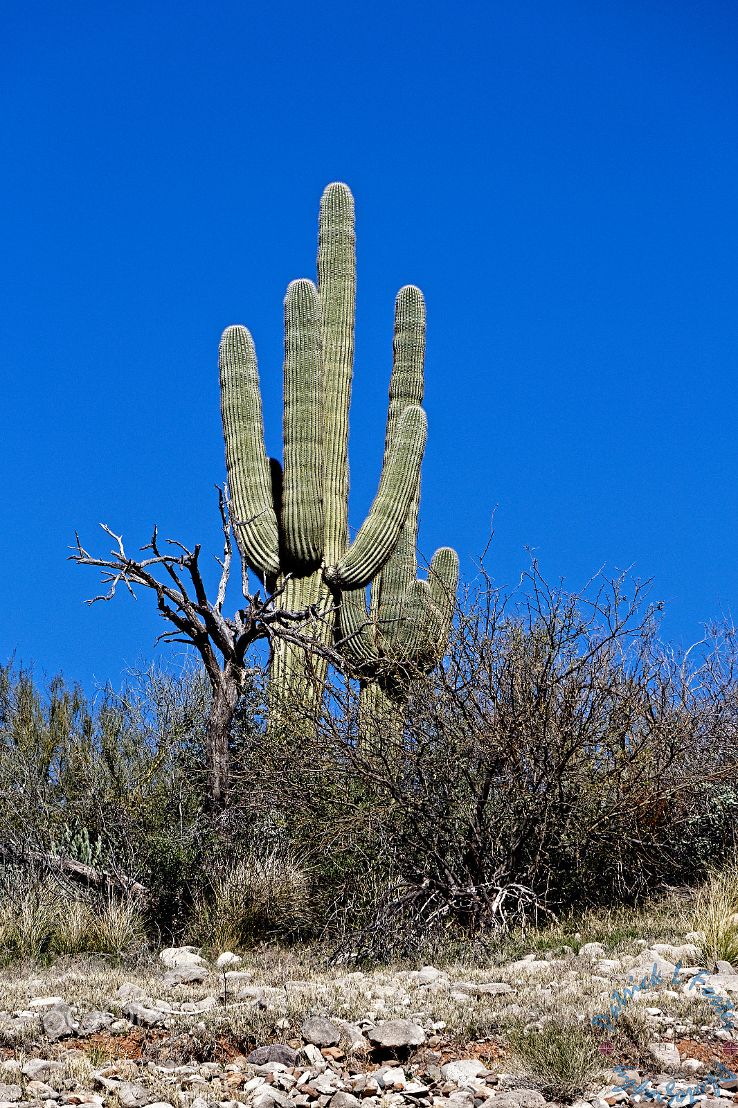 Canon EOS 100D (EOS Rebel SL1 / EOS Kiss X7) sample photo. Bartlett lake photography