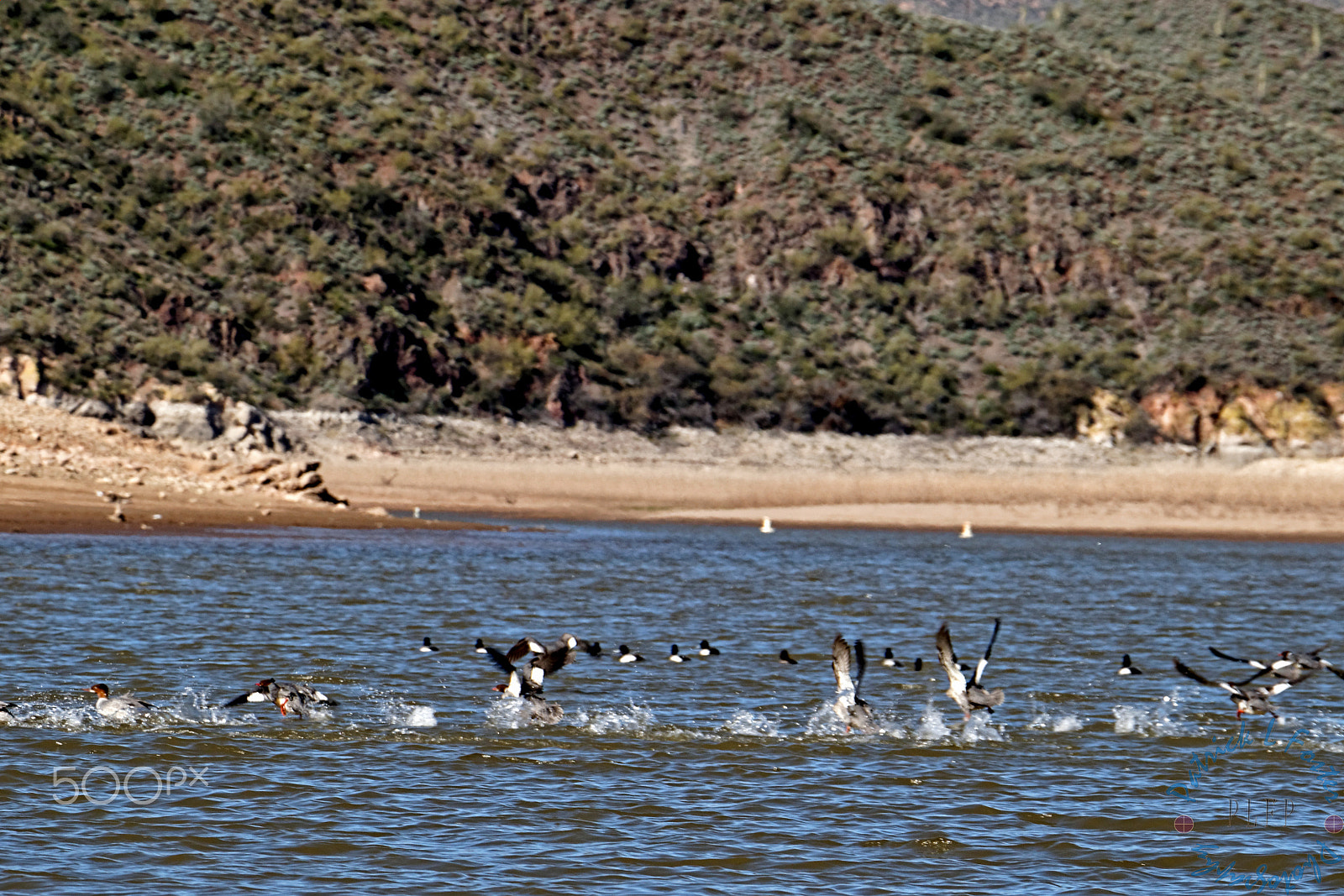 Canon EOS 100D (EOS Rebel SL1 / EOS Kiss X7) sample photo. Bartlett lake photography