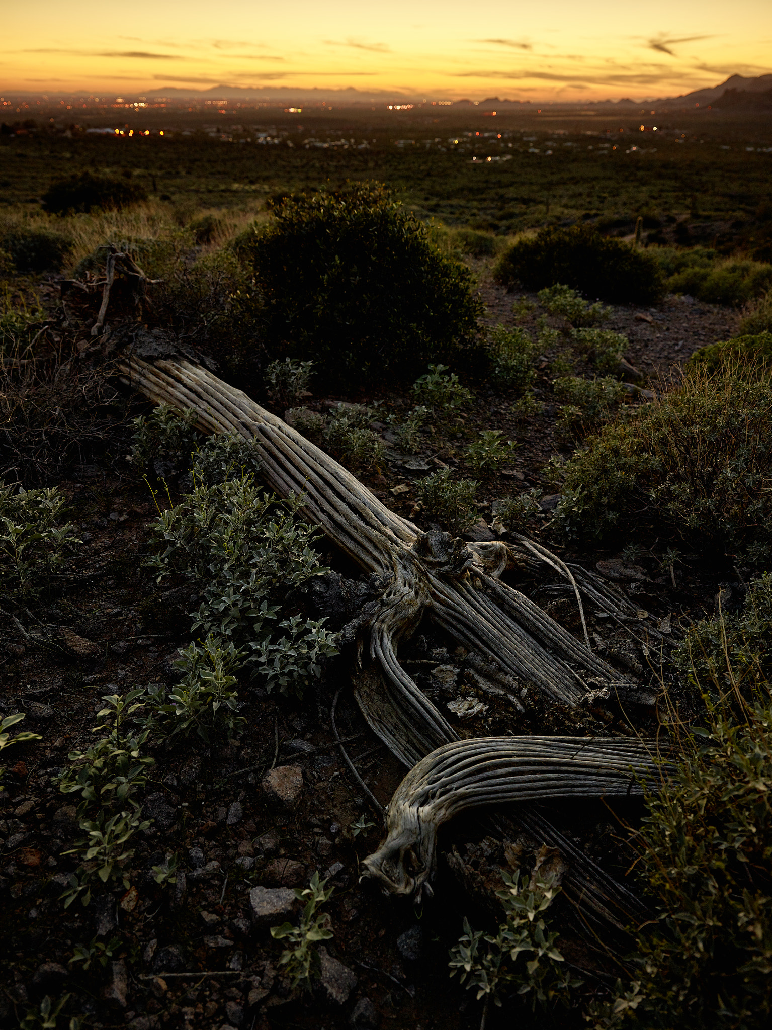 Phase One IQ3 60MP sample photo. Saguaro skeleton overlooking the city photography