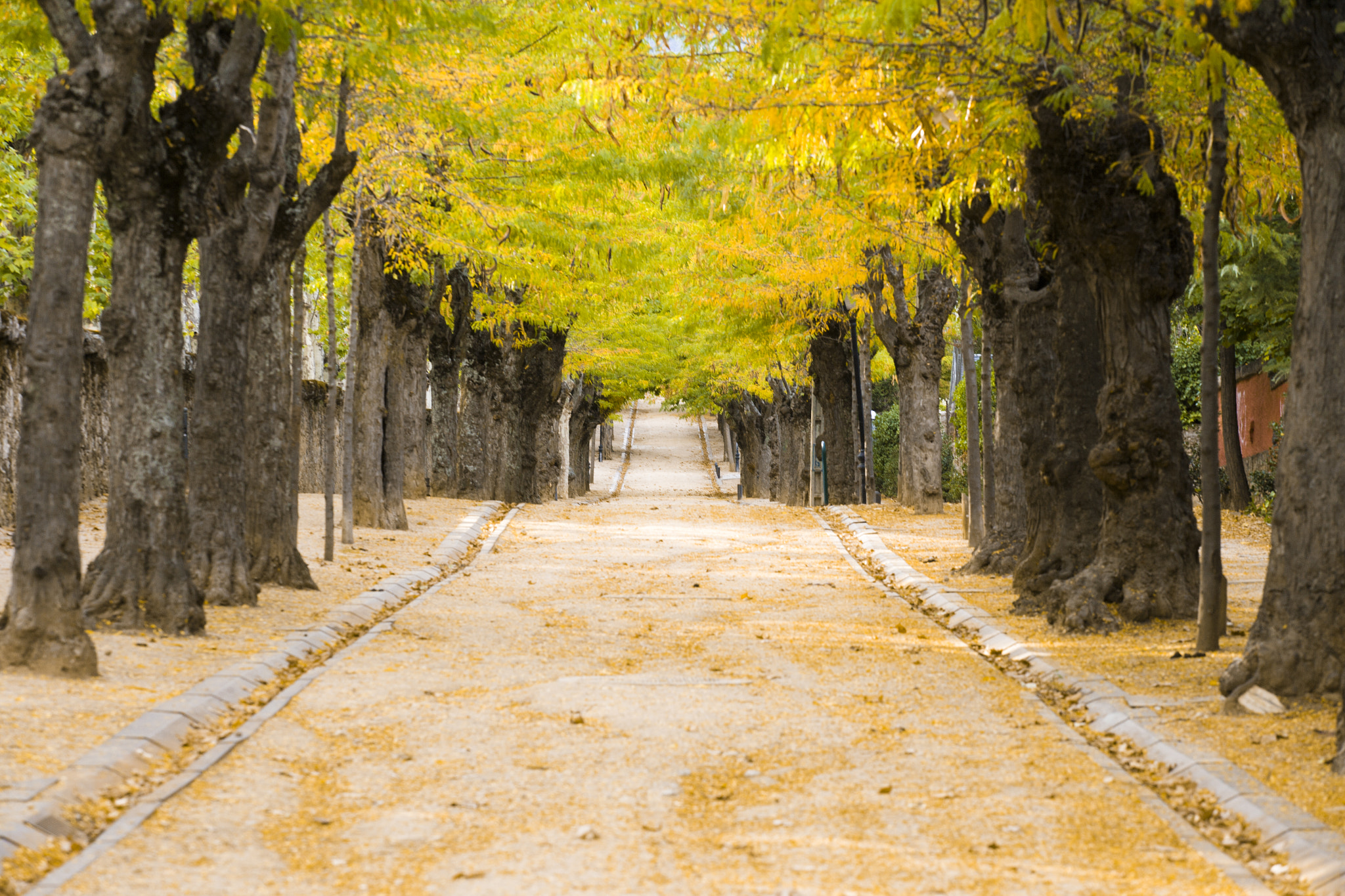Canon EOS-1Ds Mark II sample photo. Bosque na espanha - woods in spain photography
