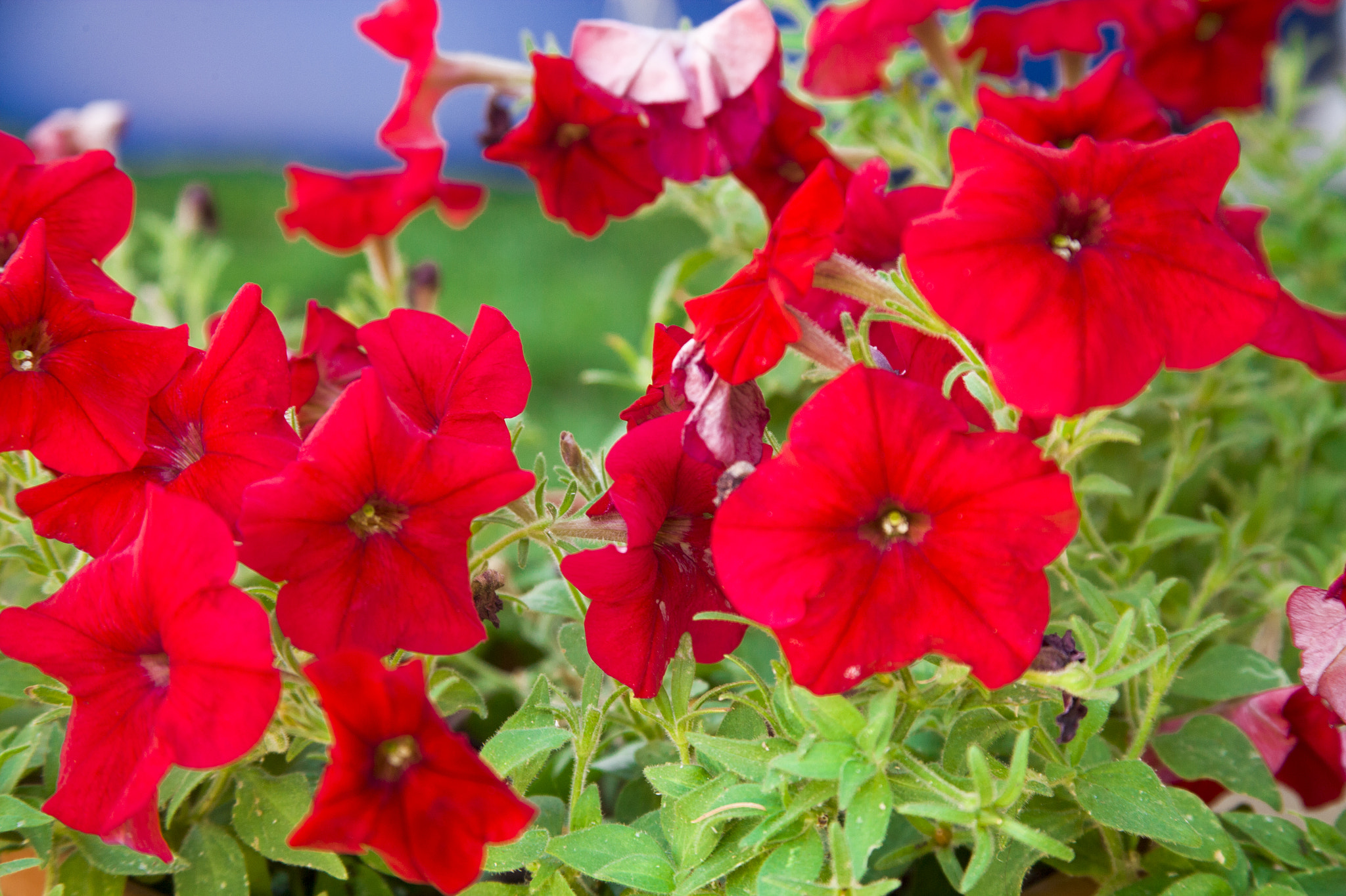 Canon EOS-1Ds Mark II sample photo. Flowes - flores photography