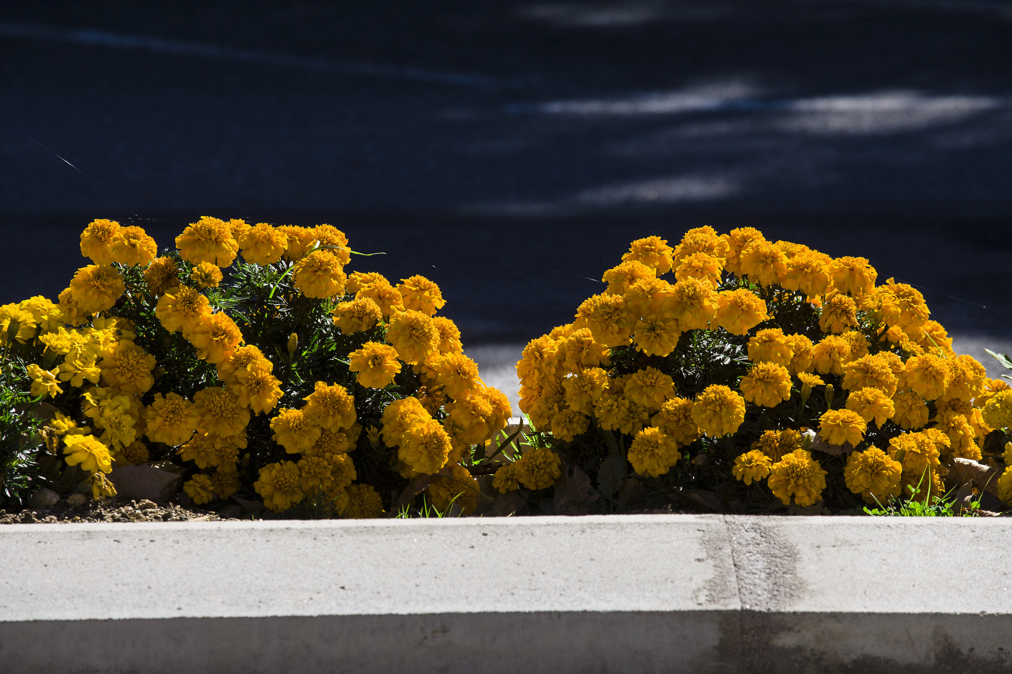 Canon EOS-1Ds Mark II sample photo. Flowes photography