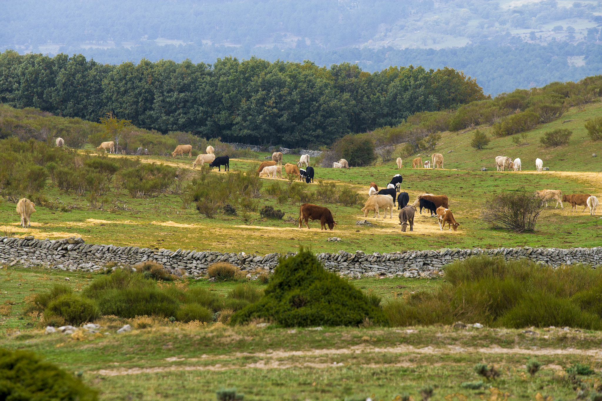 Canon EOS-1Ds Mark II sample photo. Bulls in pasture photography