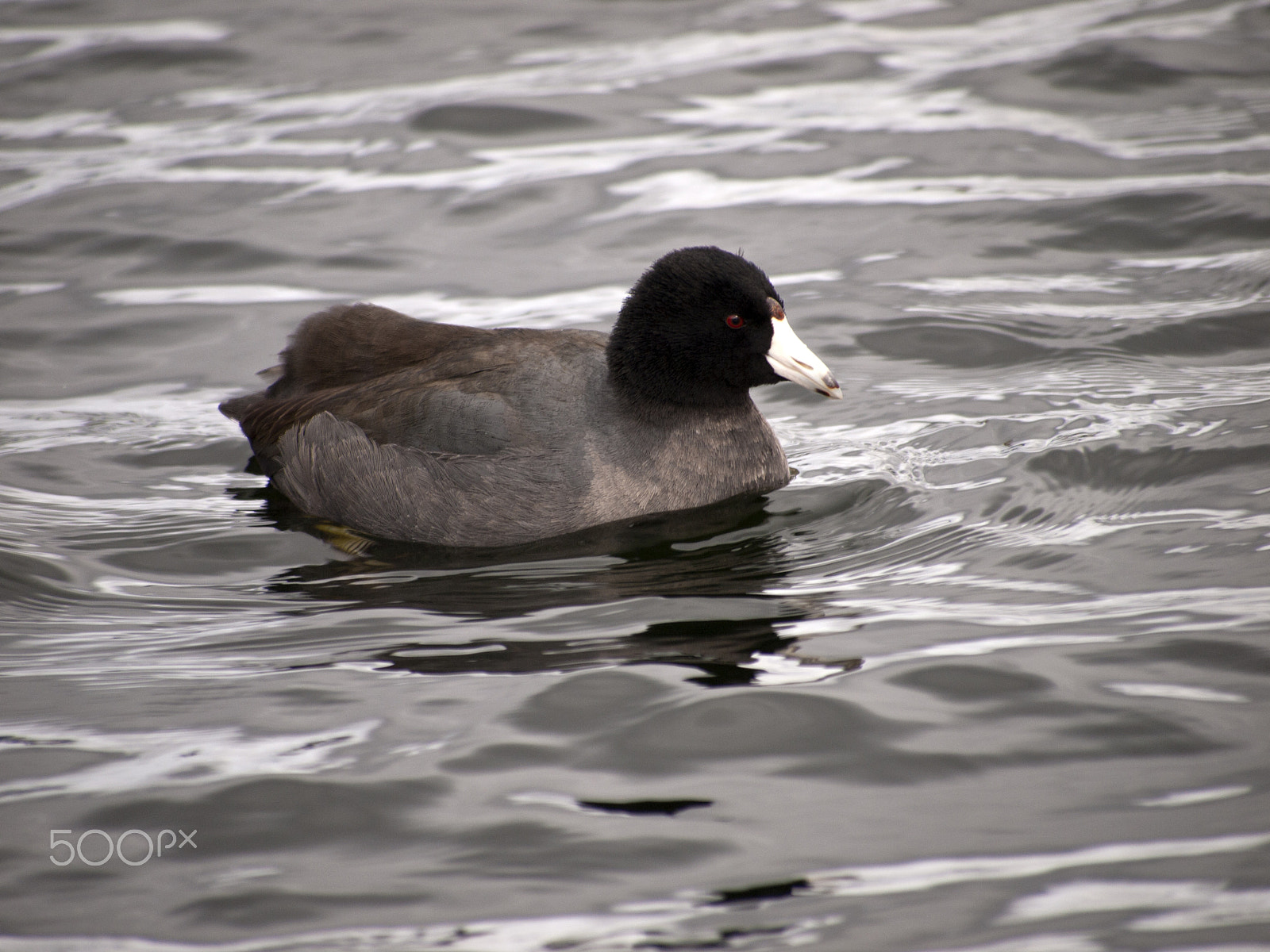 Olympus PEN E-P1 sample photo. American coot photography