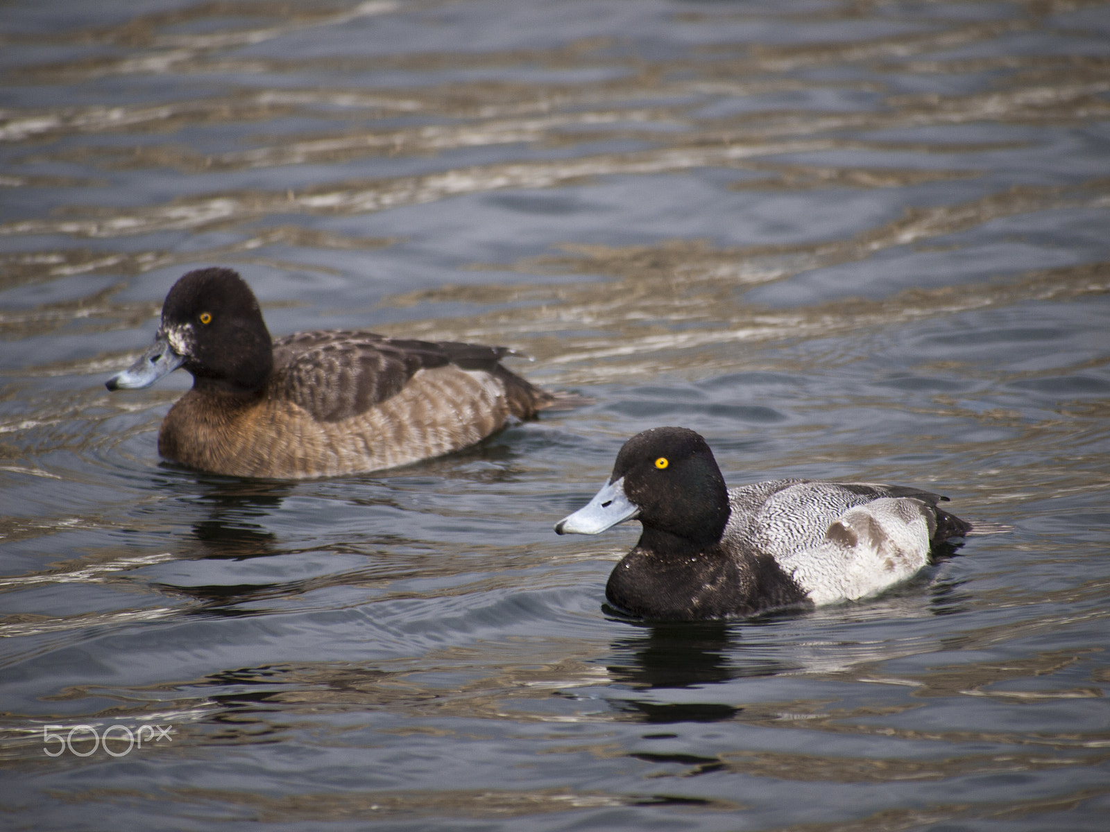 Olympus PEN E-P1 sample photo. Lesser scaup photography