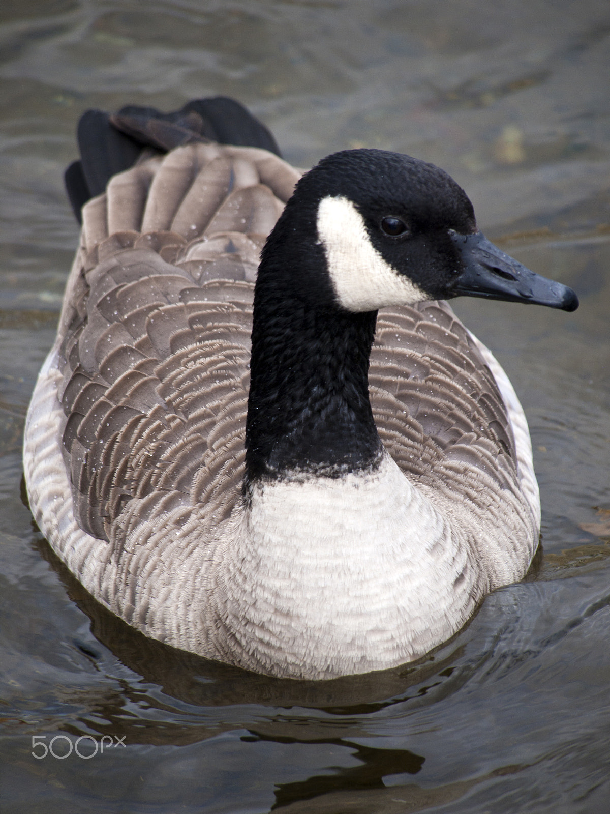 Olympus PEN E-P1 sample photo. Canada goose photography