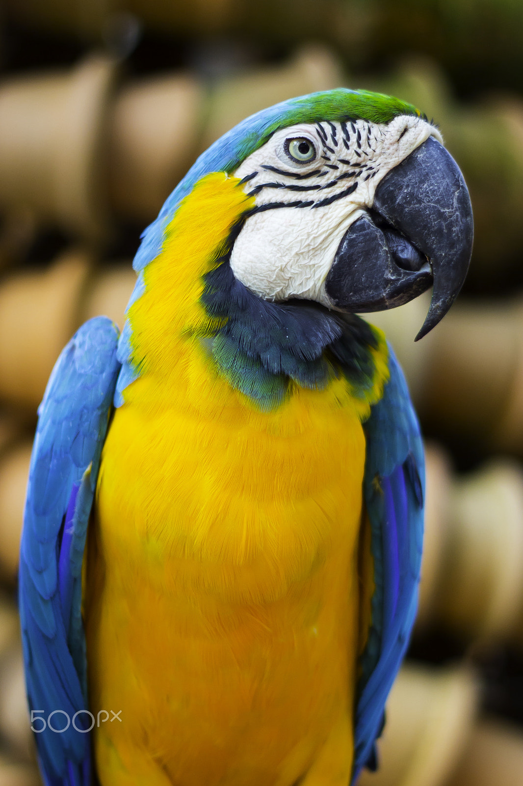 Canon EOS 650D (EOS Rebel T4i / EOS Kiss X6i) + Canon EF 50mm F1.8 II sample photo. Colorful red parrot macaw photography