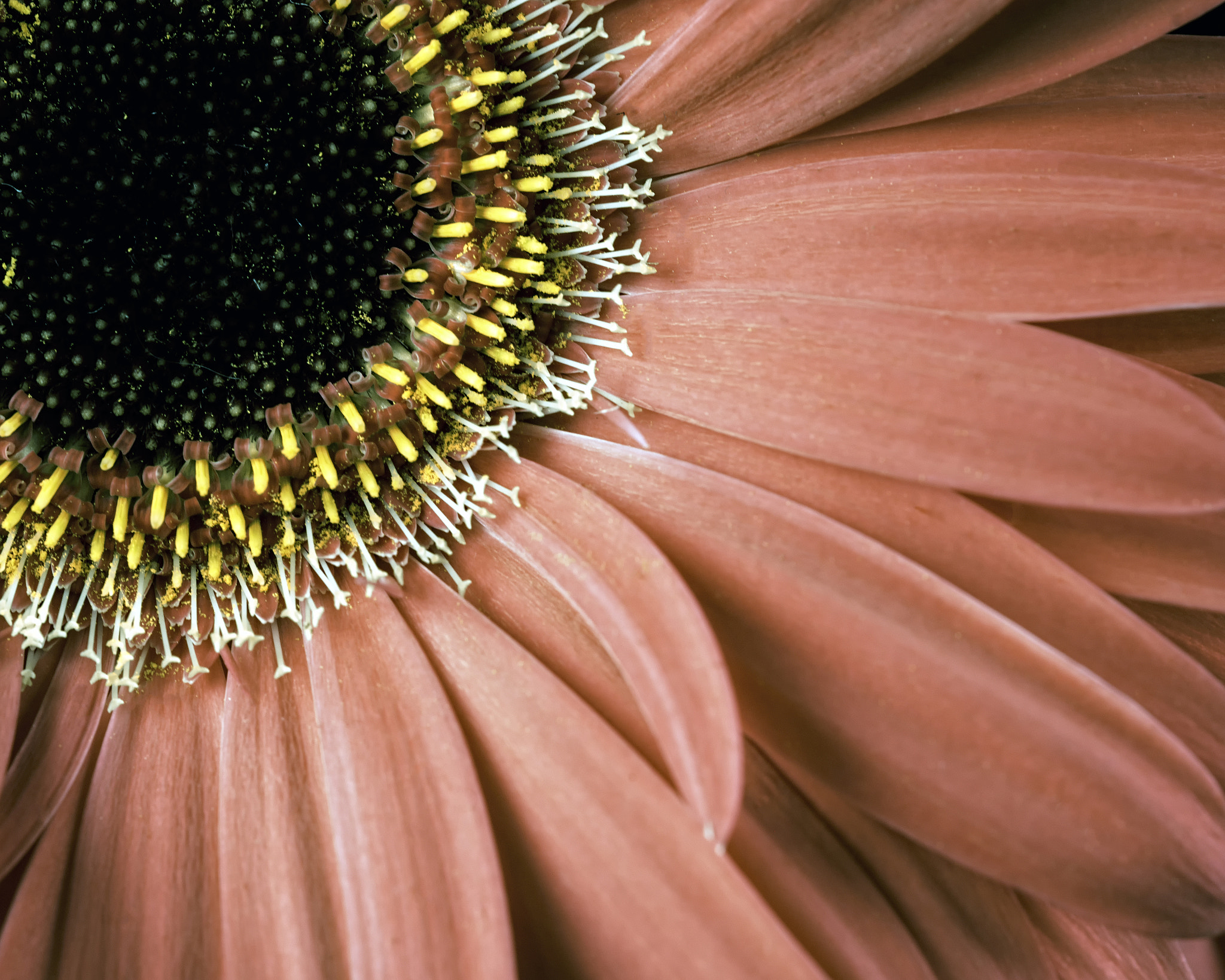 Nikon D800 + Nikon AF Micro-Nikkor 200mm F4D ED-IF sample photo. Pink daisy photography