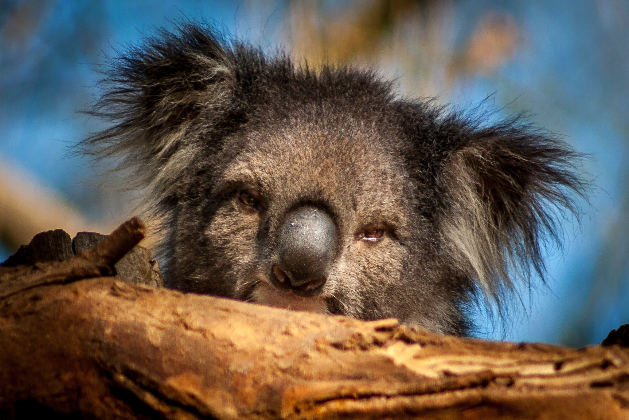 Canon EF 75-300mm f/4-5.6 USM sample photo. Koala photography