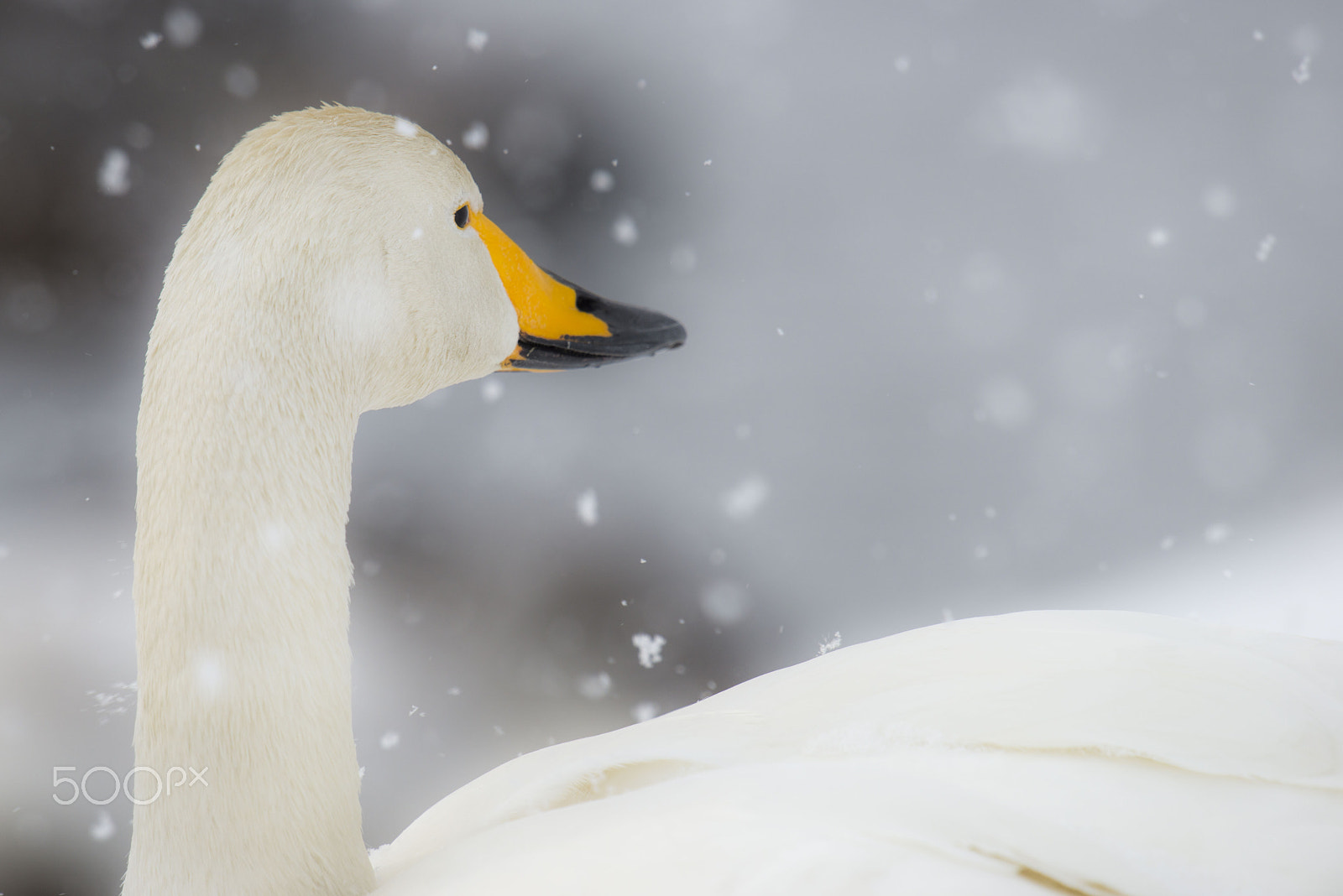 Nikon D800 + Nikon AF-S Nikkor 600mm F4G ED VR sample photo. 雪の日 photography