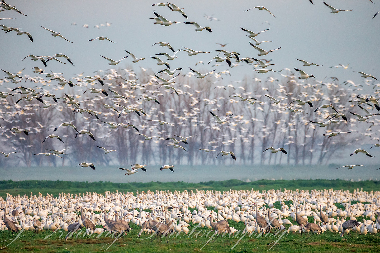 Sigma 150-600mm F5-6.3 DG OS HSM | C sample photo. Snow goose and sandhill crane photography