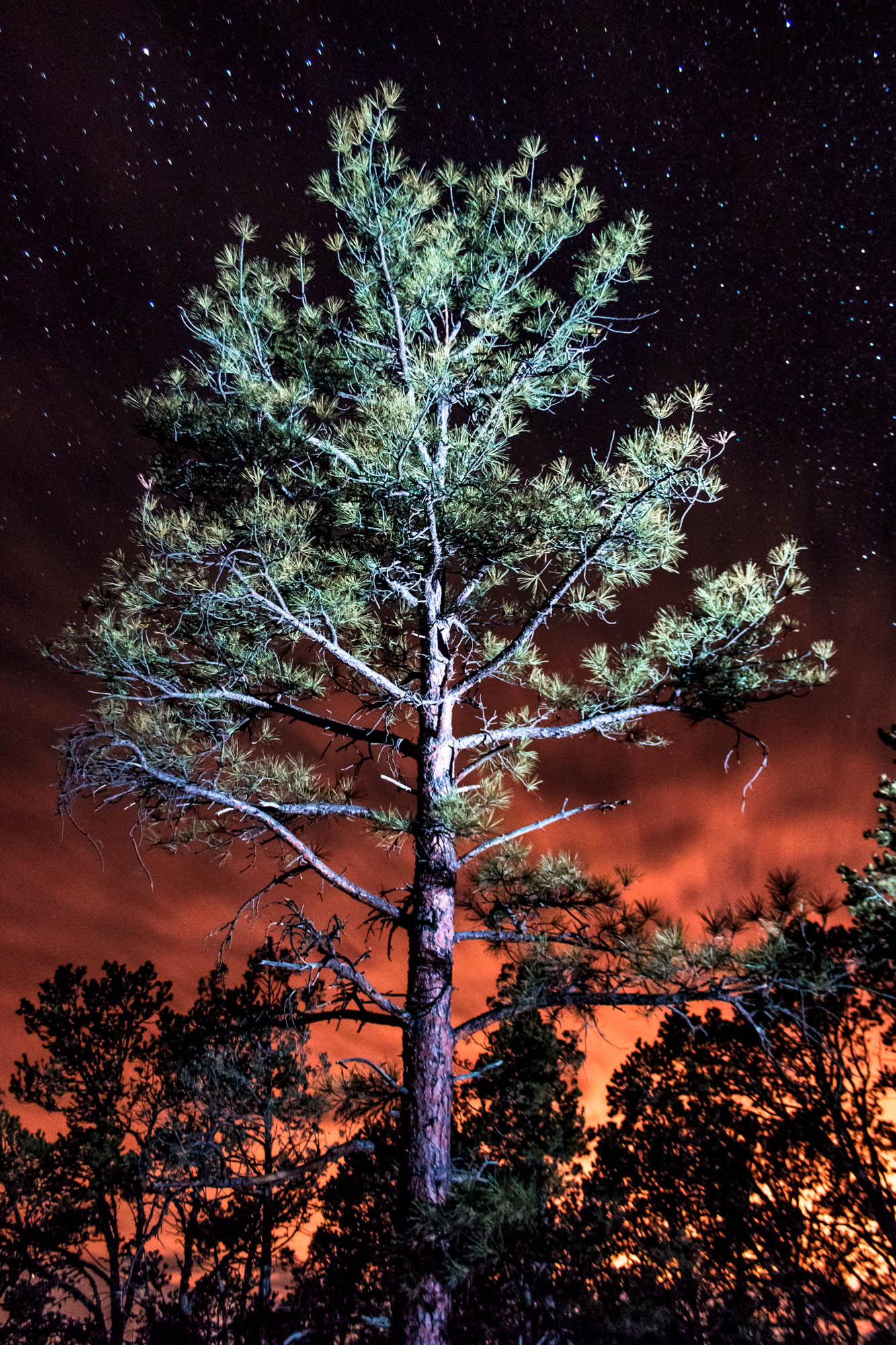 Canon EF-S 18-55mm F3.5-5.6 sample photo. Pecos pine photography
