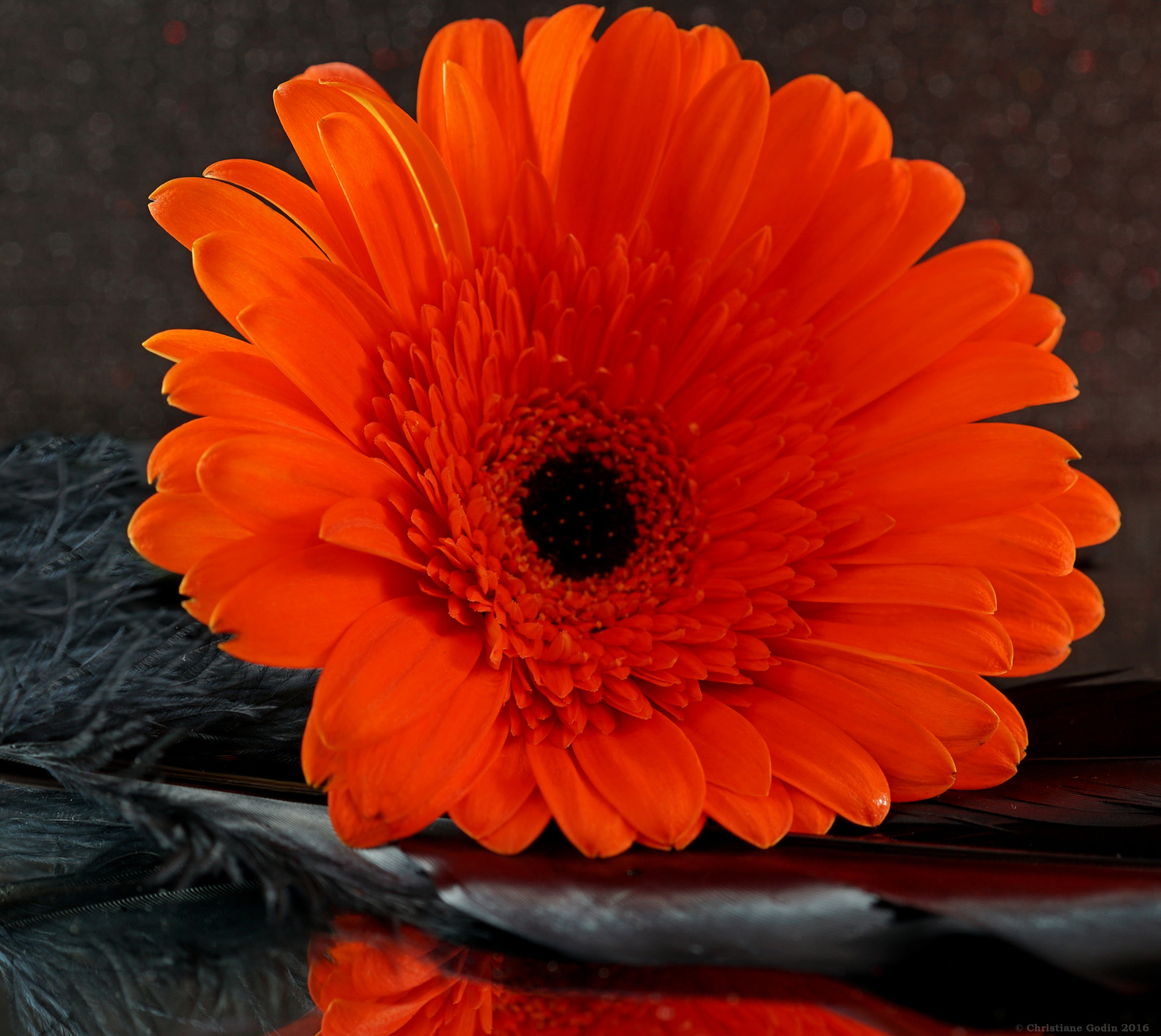 Sony ILCA-77M2 + Sony DT 30mm F2.8 Macro SAM sample photo. Happiness dressed in black.. photography