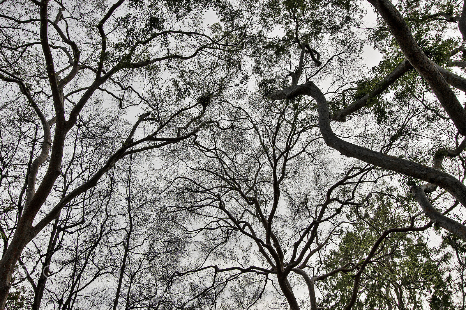 Canon EF-S 10-22mm F3.5-4.5 USM sample photo. Neurons on beverly hills sky photography