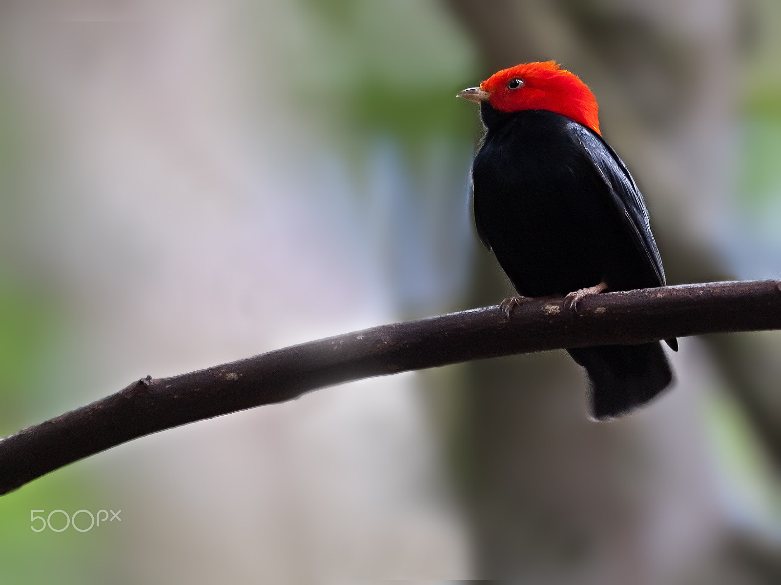 Canon EF 100-400mm F4.5-5.6L IS USM sample photo. Red-headed manakin in a branch photography