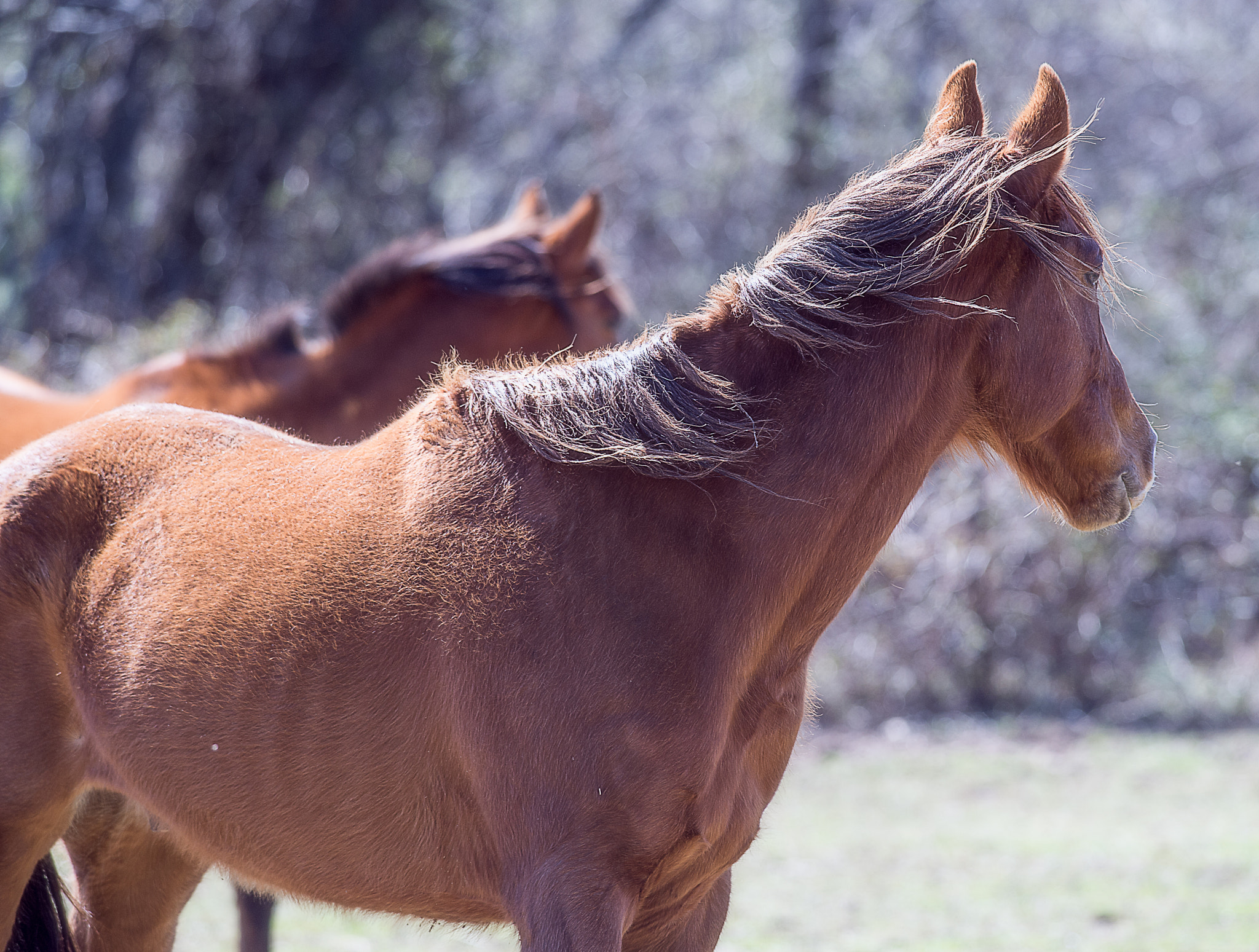 Nikon D4 + Nikon AF-S Nikkor 300mm F4D ED-IF sample photo. Horse at hp40 photography