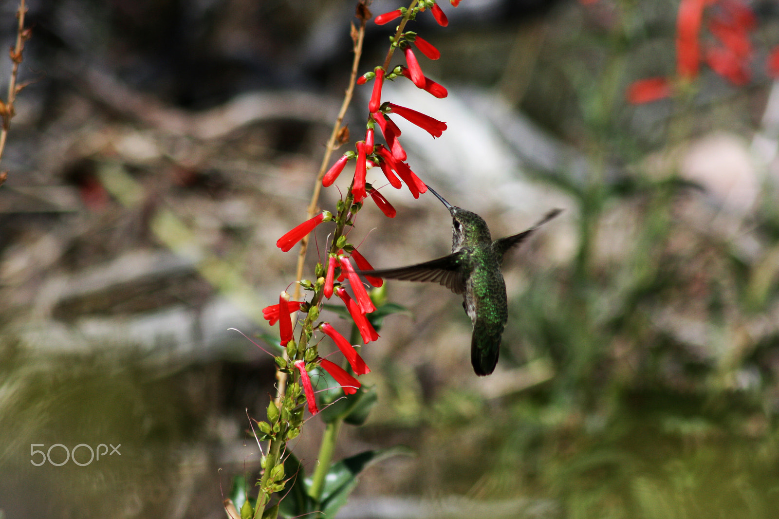 Canon EOS 400D (EOS Digital Rebel XTi / EOS Kiss Digital X) sample photo. Red rock hummingbird photography