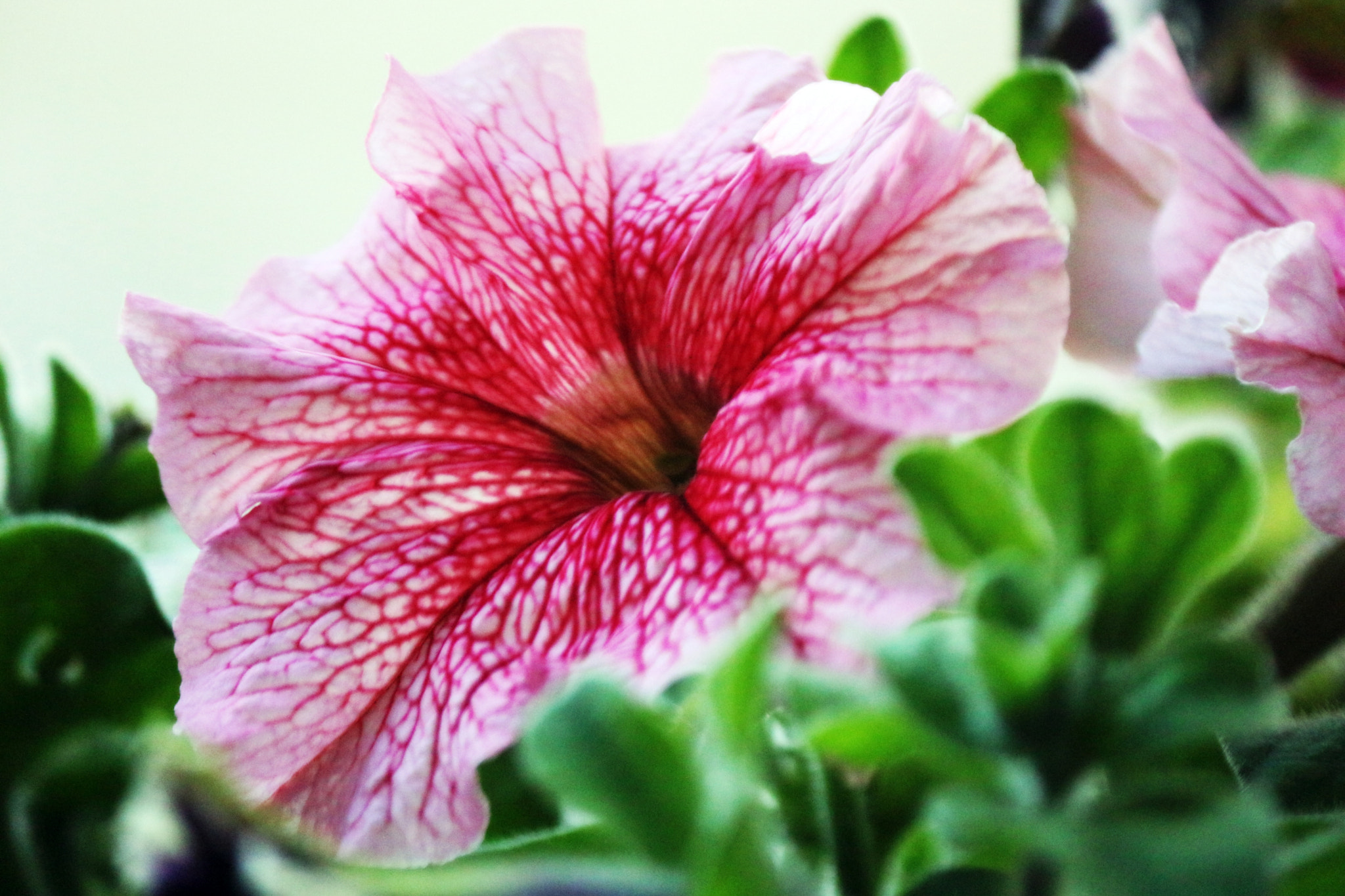 Canon EOS M sample photo. Pink photography