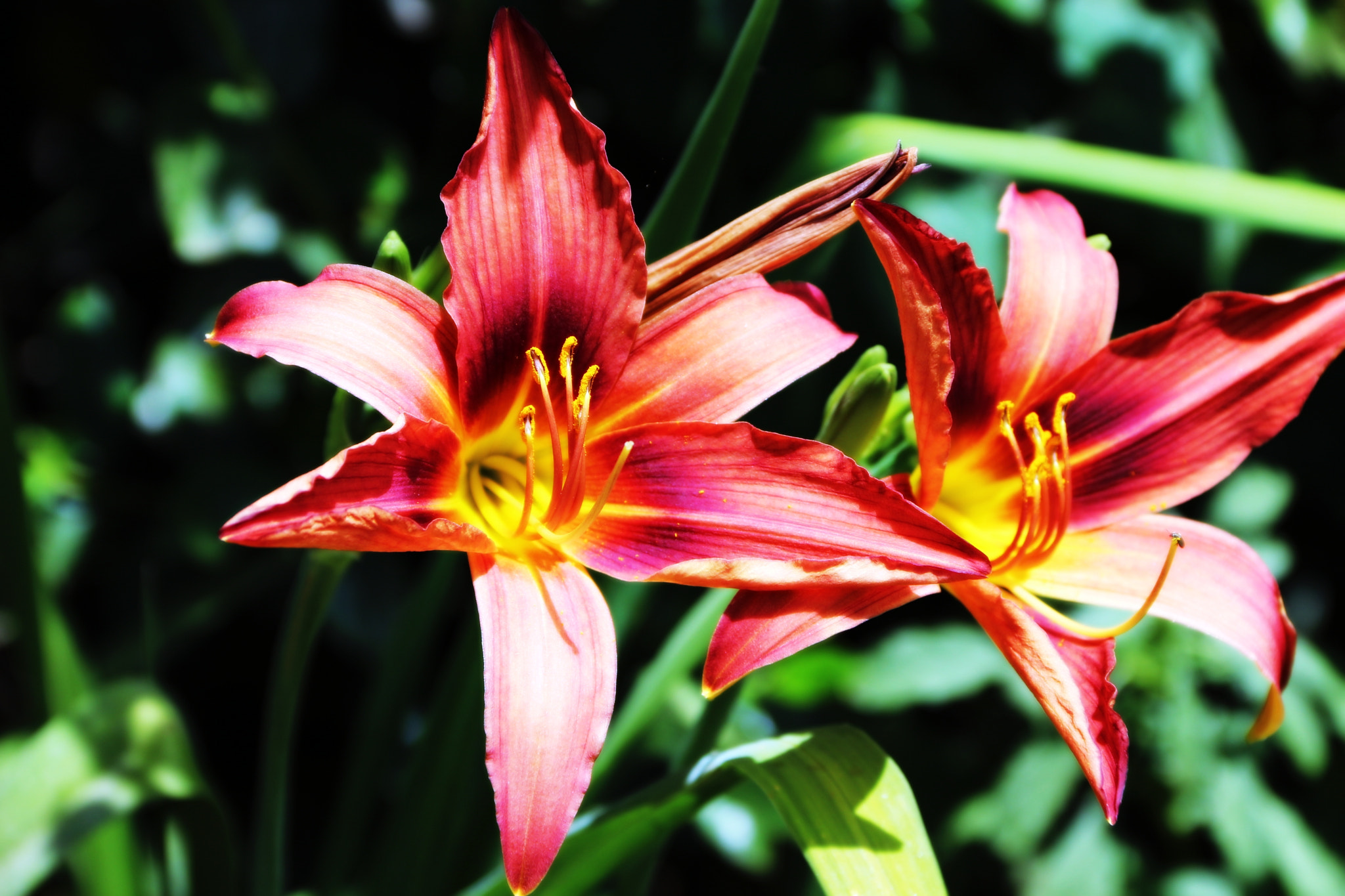 Canon EOS M sample photo. Canon photography