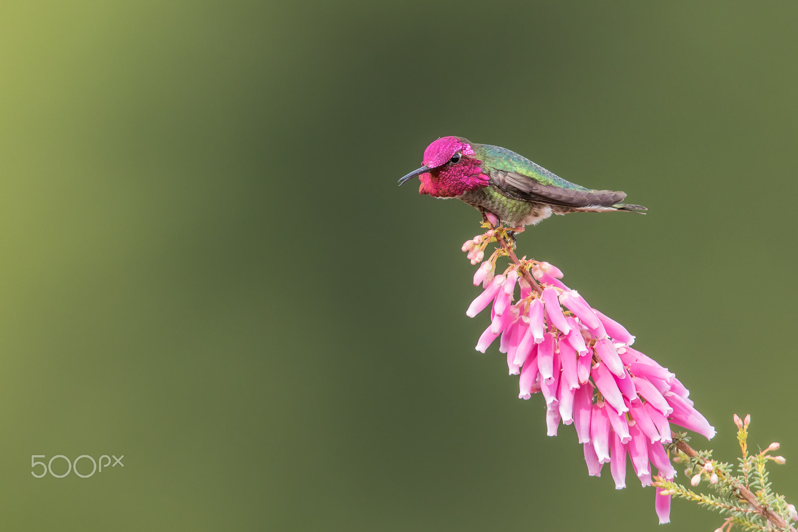 Canon EF 600mm F4L IS II USM sample photo. Yeah, i'm talkin' to you.. photography