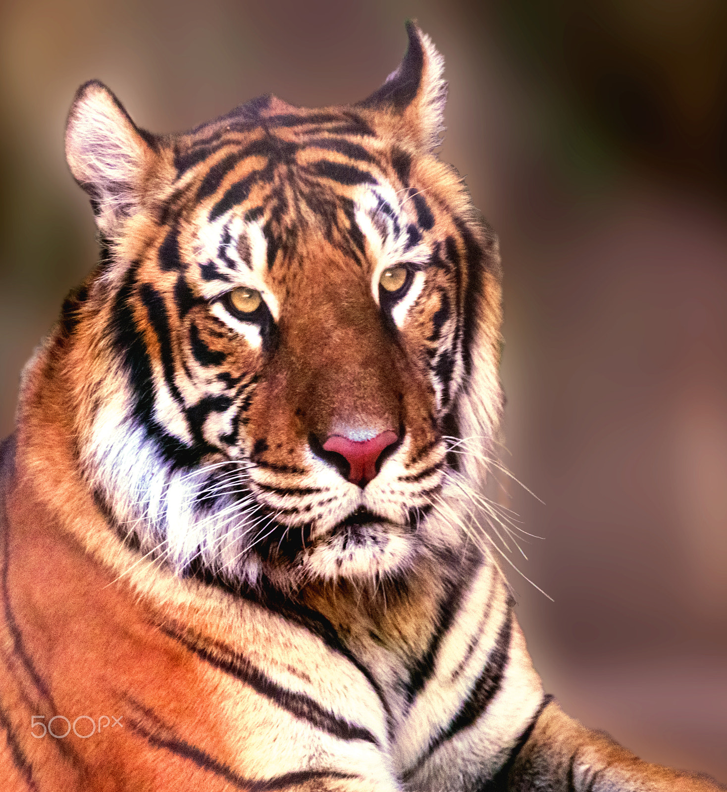 Sigma 150-600mm F5-6.3 DG OS HSM | C sample photo. Tiger photography