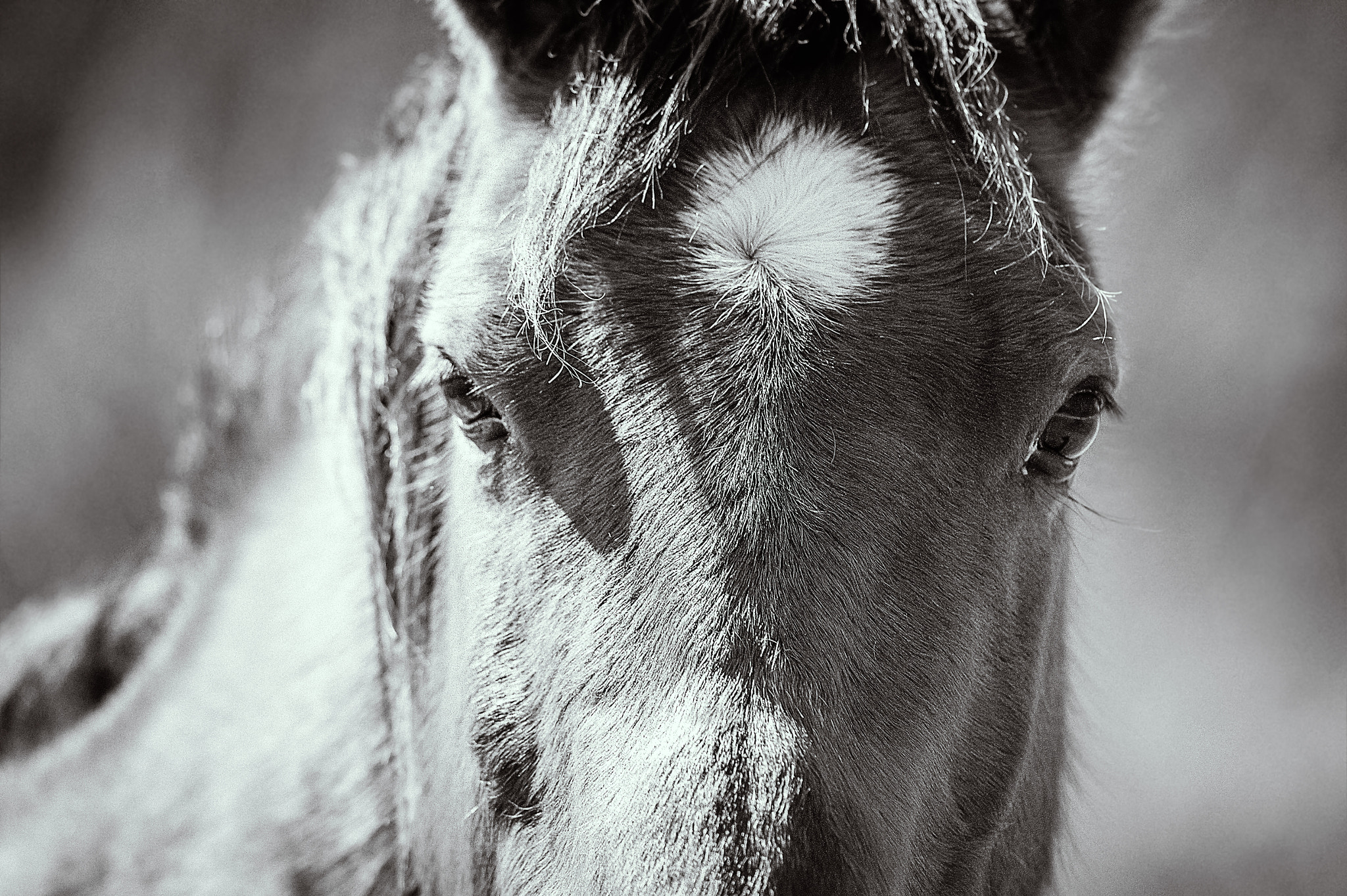 Nikon D4 + Nikon AF-S Nikkor 300mm F4D ED-IF sample photo. Horse eyes at hp40 photography