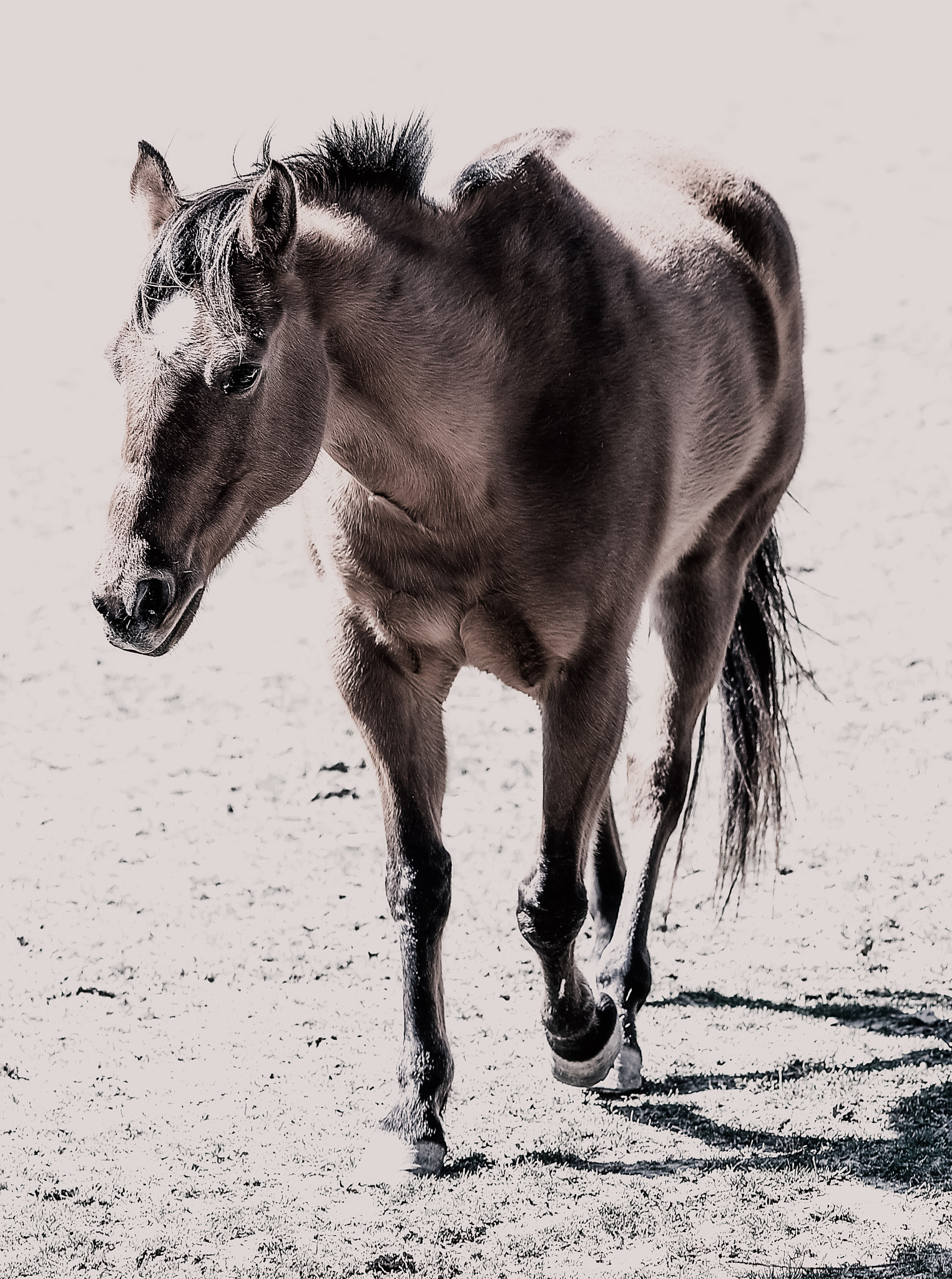 Nikon D4 + AF DC-Nikkor 135mm f/2 sample photo. Running horse at horse pens 40 photography