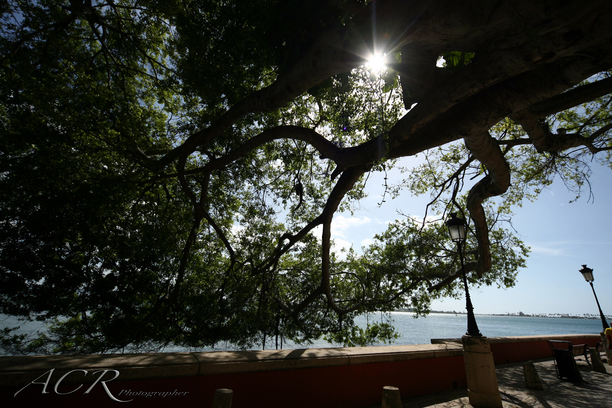 Canon EOS-1D Mark II N sample photo. Old tree photography