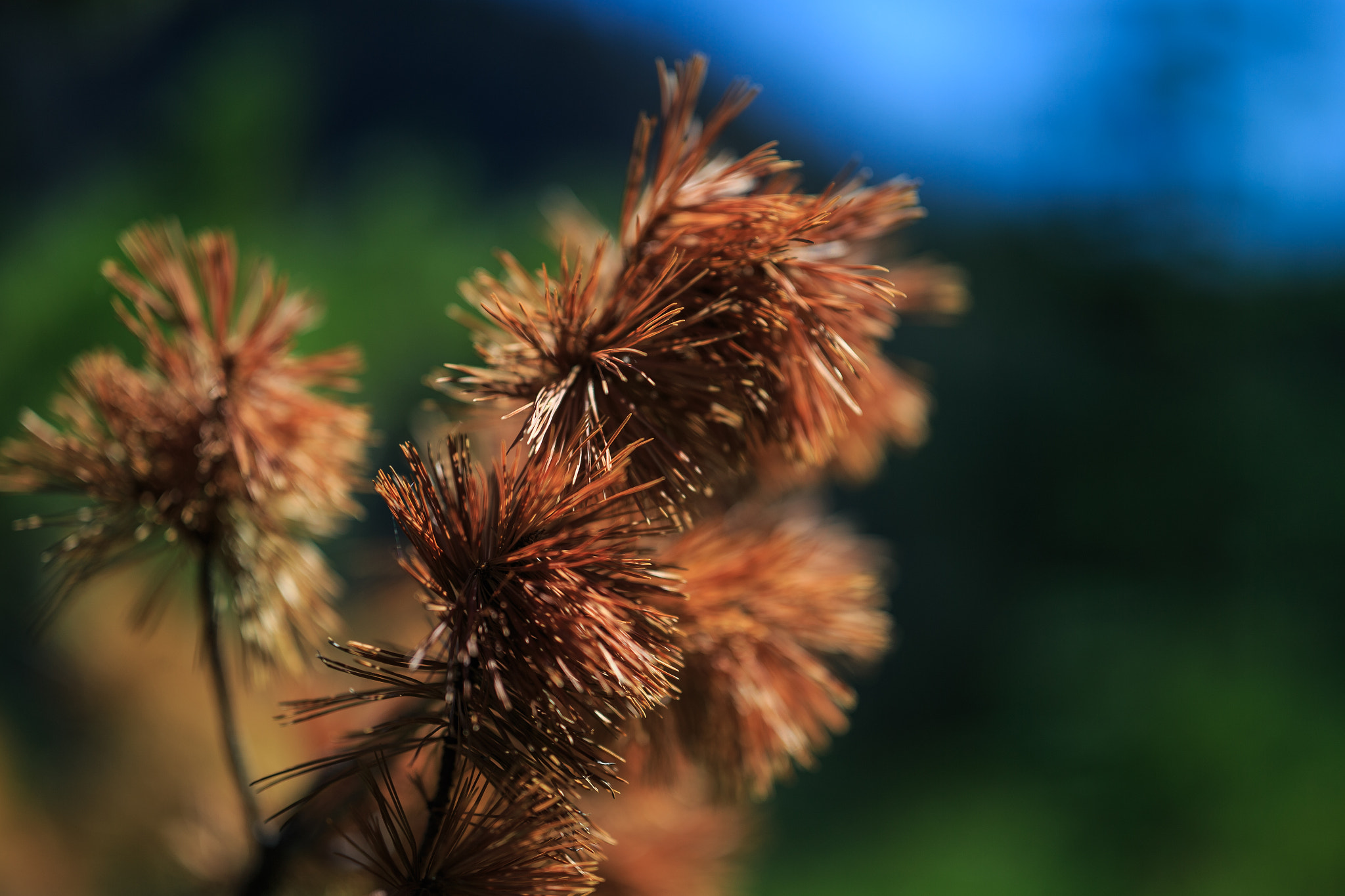 ZEISS Otus 85mm F1.4 sample photo. Dried needles photography