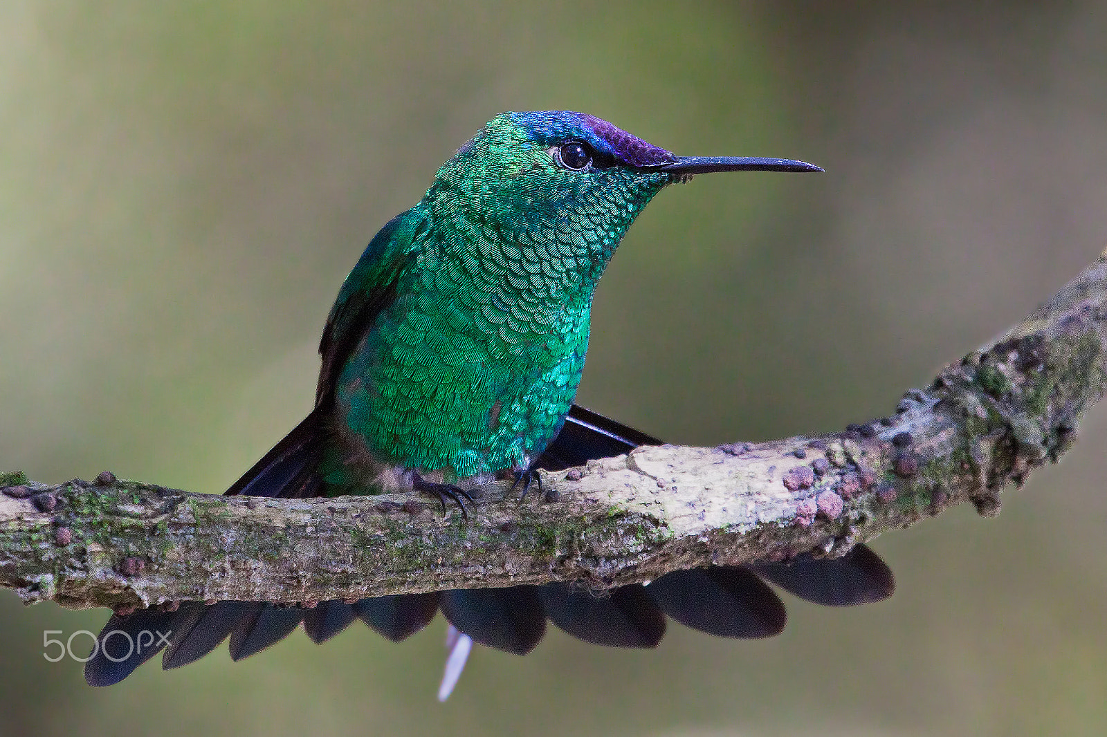 Canon EF 100-400mm F4.5-5.6L IS USM sample photo. Violet-capped woodnymph photography