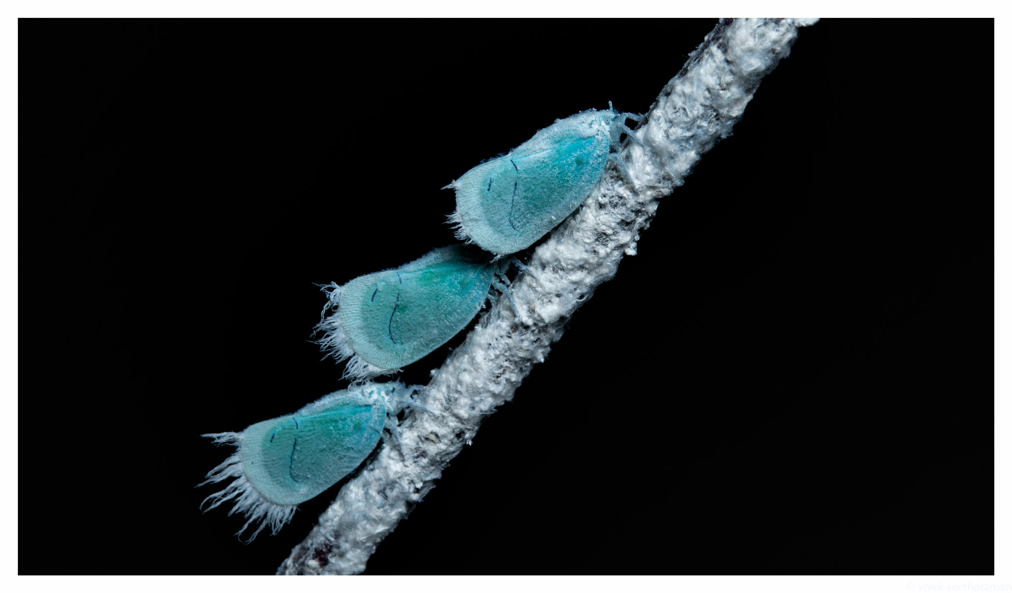 Nikon AF-S Micro-Nikkor 60mm F2.8G ED sample photo. Plant hopper photography