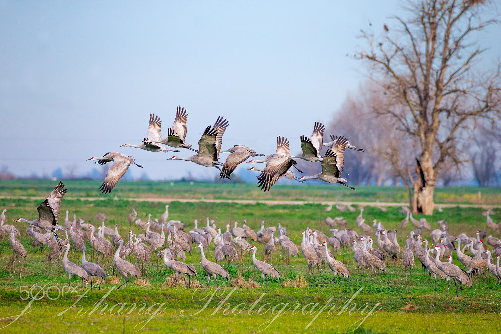 Sigma 150-600mm F5-6.3 DG OS HSM | C sample photo. Sandhill cranes photography