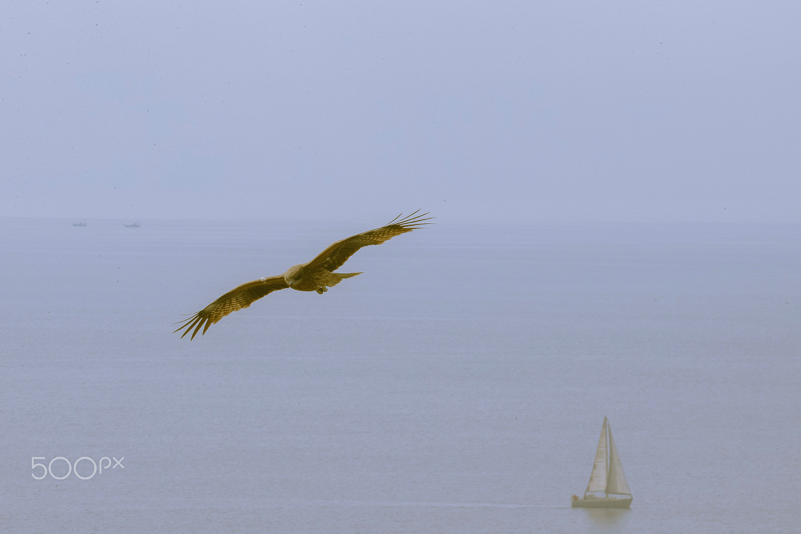 Sigma 150-600mm F5-6.3 DG OS HSM | C sample photo. Fly again photography